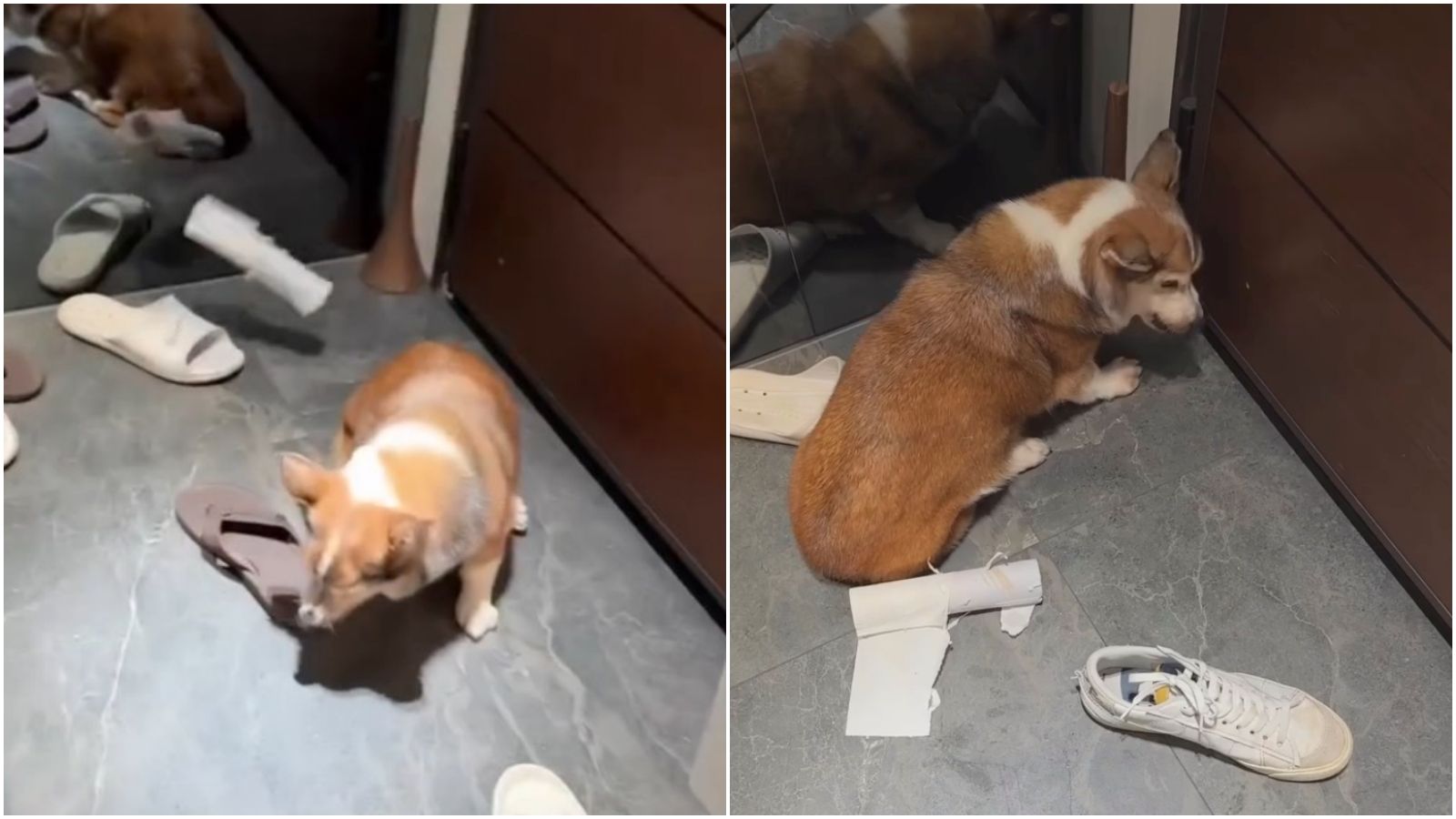 茶聚加盟主痛毆柯基犬嗆「把你安樂死」!全網怒喊抵制 總部深夜急發聲回應了