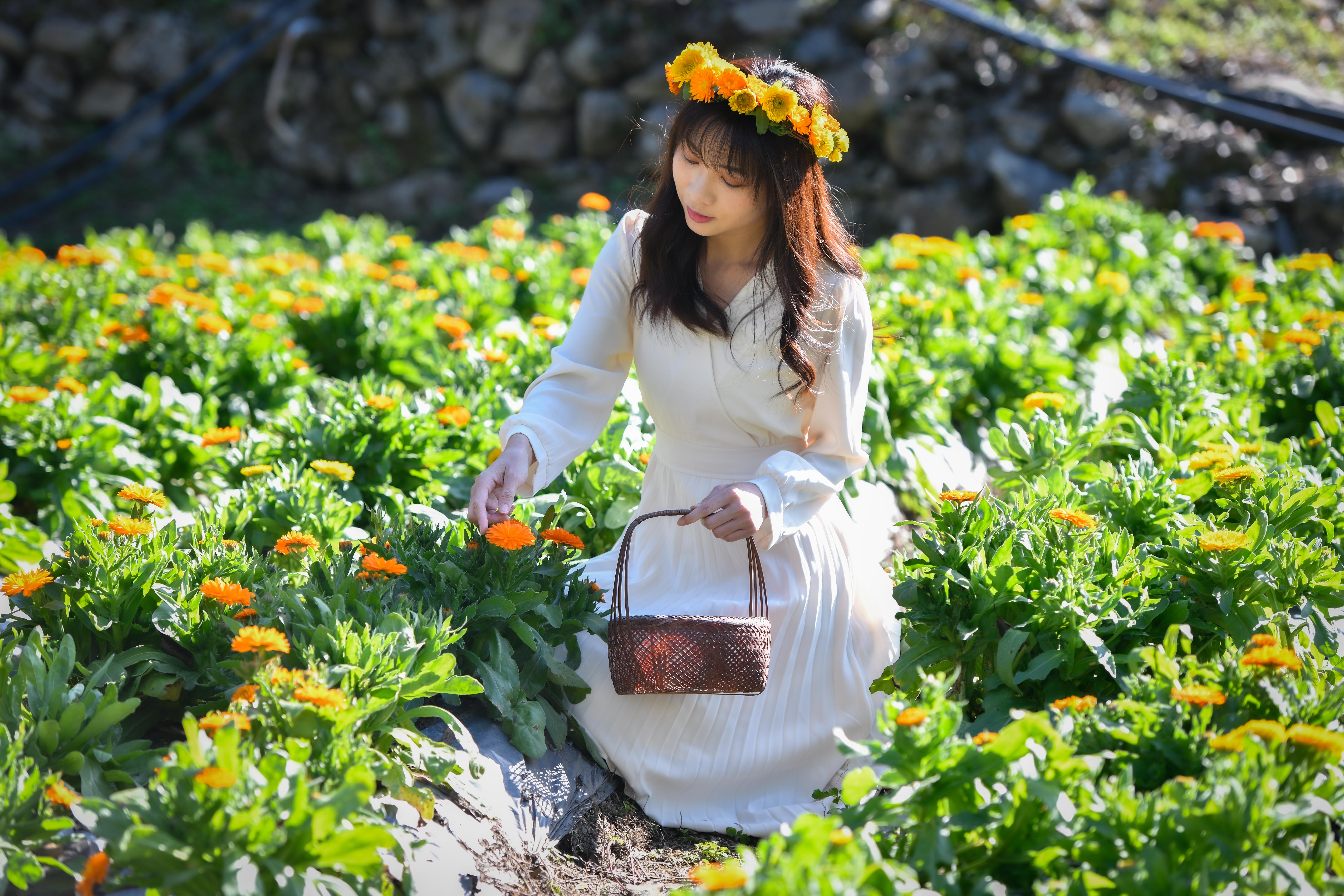 「那羅灣休閒農業區」的金盞花田可供體驗採花。