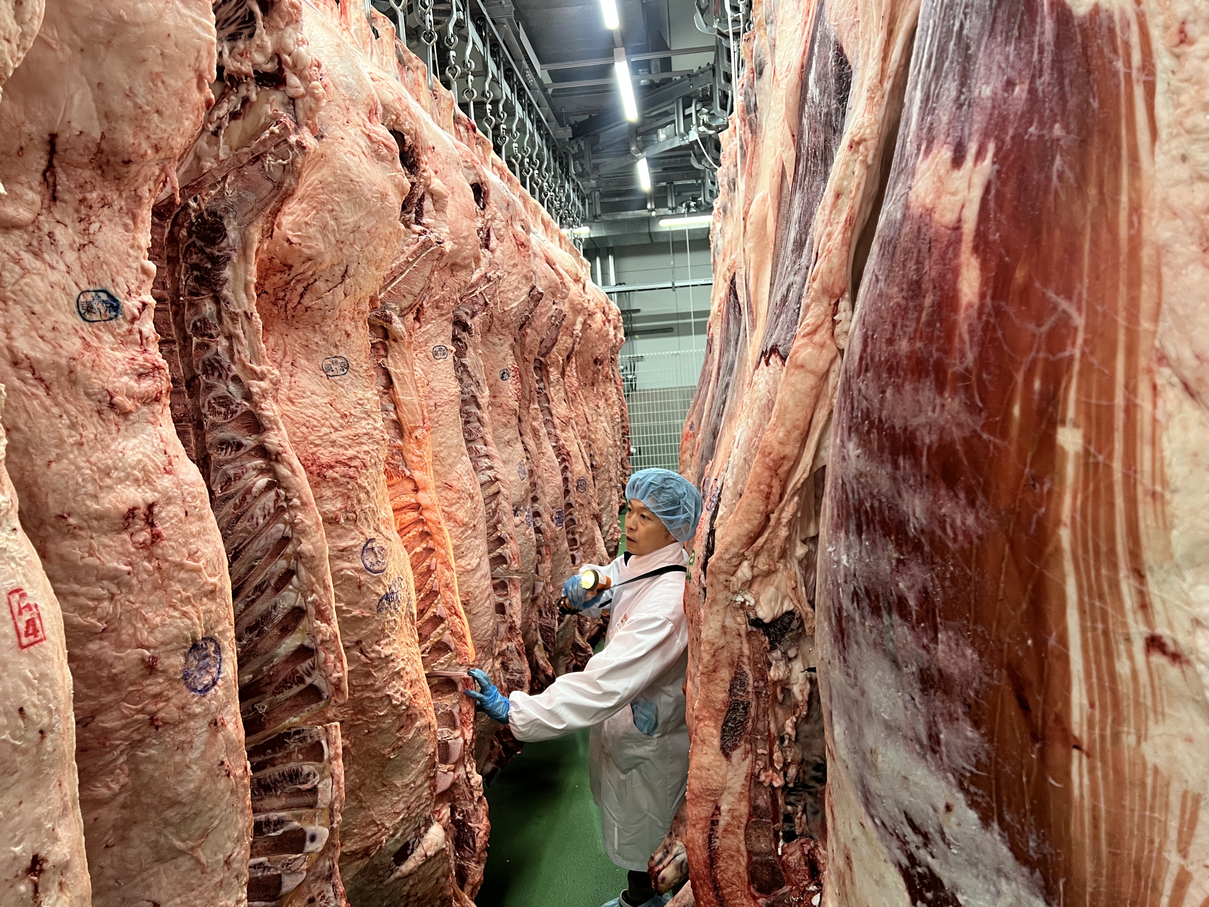 百年肉品專家「日山畜產」社長村上聖，帶路直擊日本最大食肉市場，揭開和牛產業的神秘面紗。