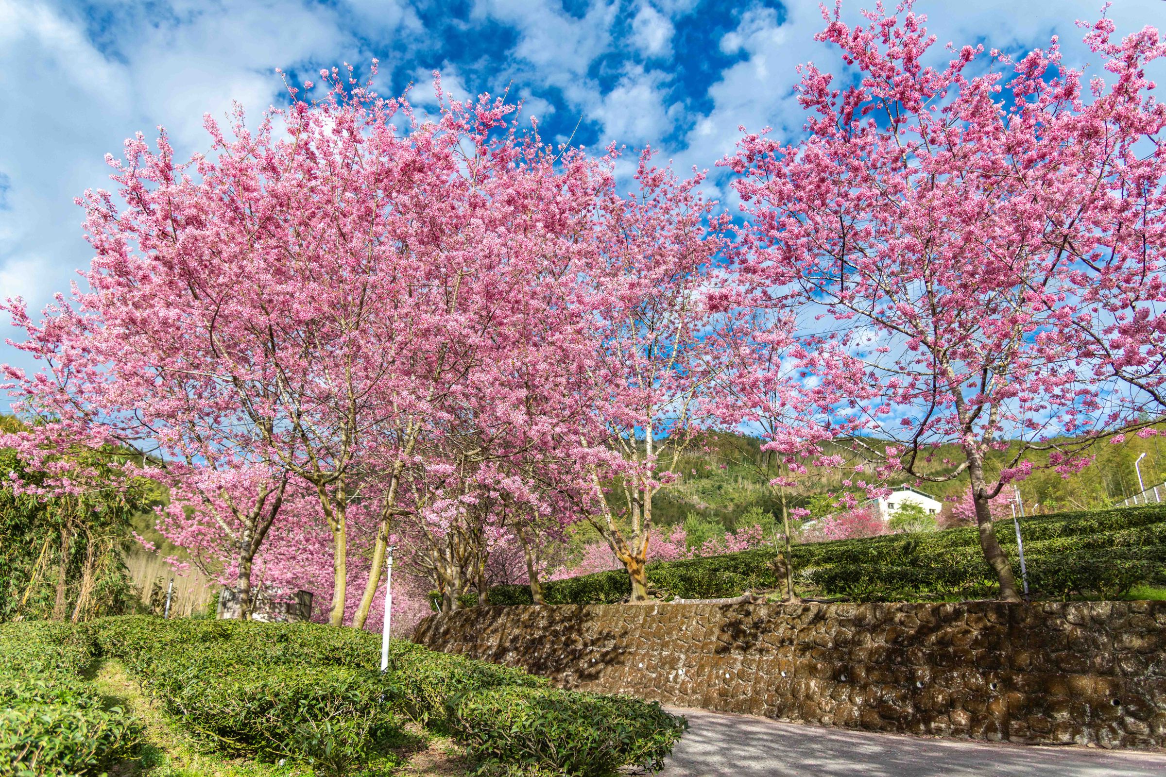 阿里山浪漫花季將於3月10日起至4月10日登場。(阿里山英迪格酒店提供)