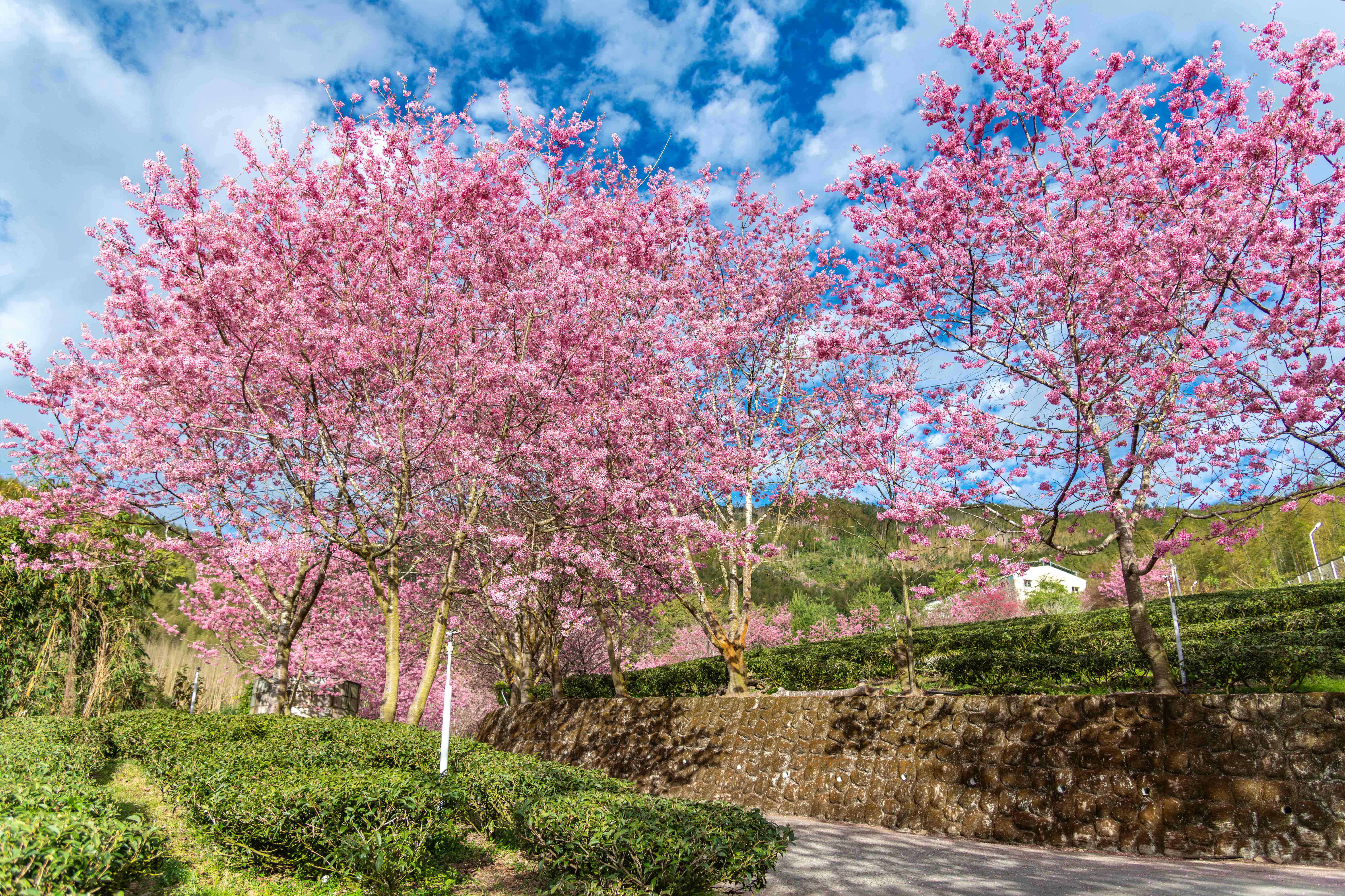 阿里山浪漫花季將於3月10日起至4月10日登場。（阿里山英迪格酒店提供）