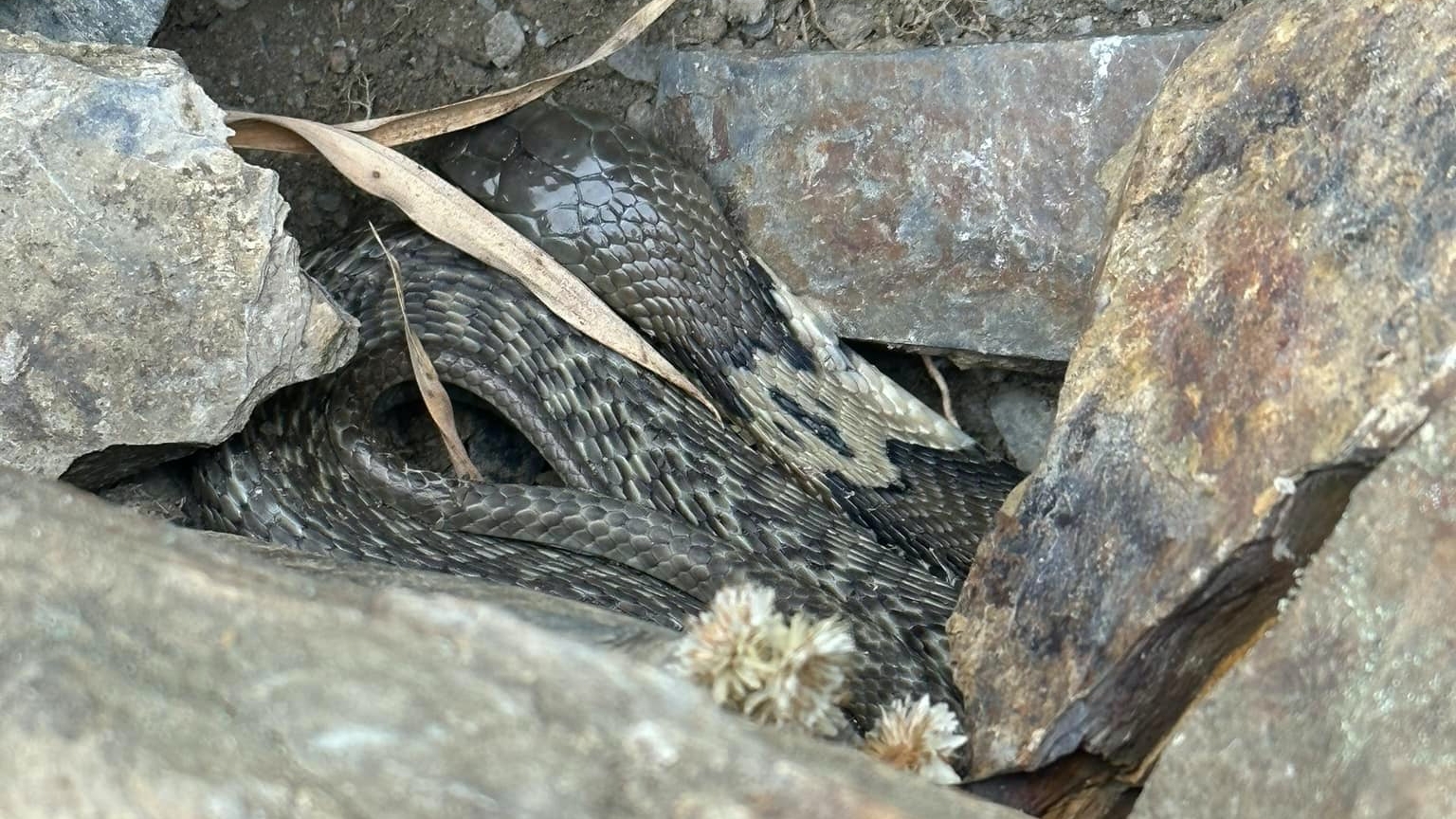 有民眾在海拔3,275公尺的合歡山武嶺發現眼鏡蛇，懷疑是不當放生。（翻攝自野生蛇相臉書）