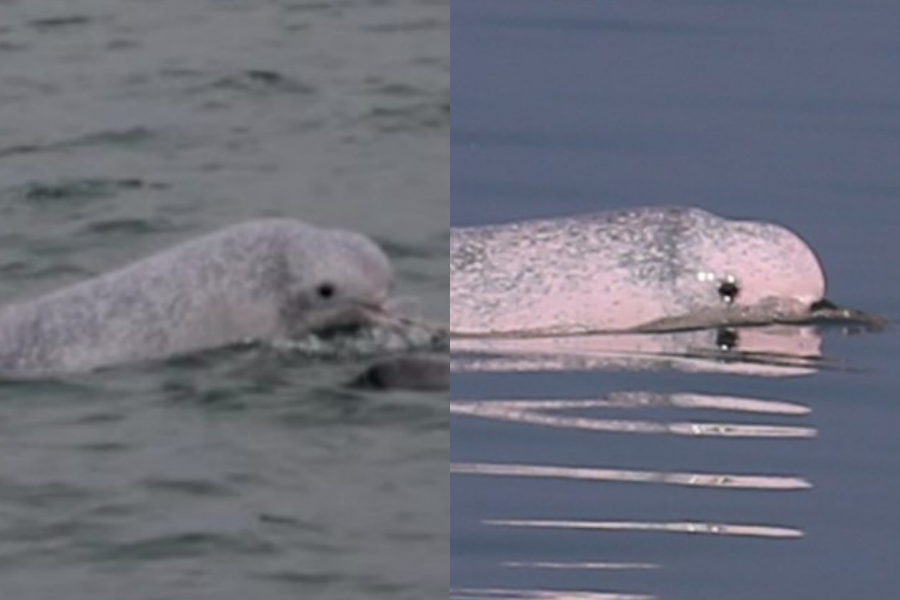 2011年時中華鯨豚協會曾遇見一隻沒有上顎的白海豚（左圖），沒想到2024年再度遇見牠（右圖）。（翻攝自中華鯨豚協會 Taiwan Cetacean Society臉書）