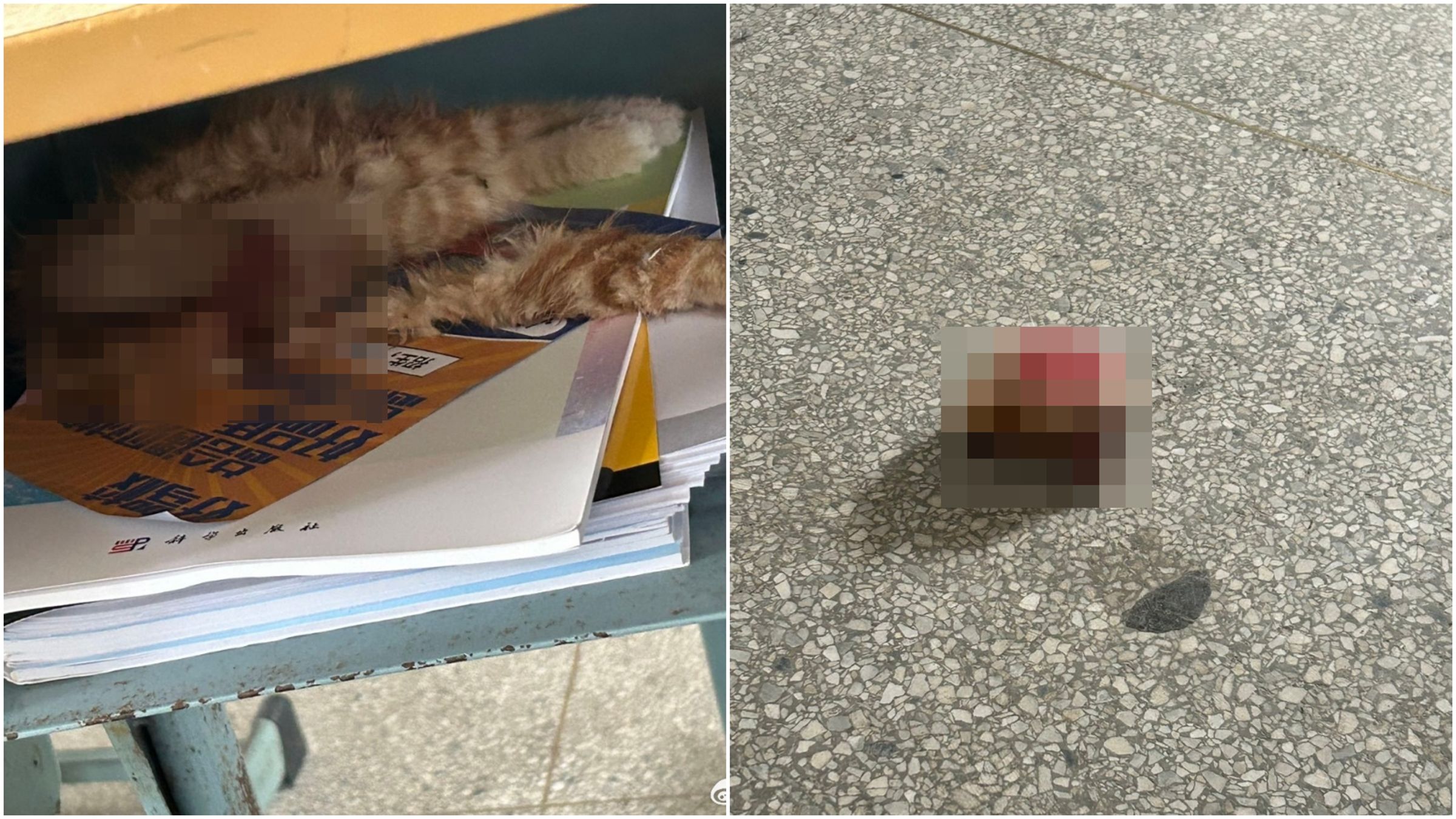 橘貓屍體被塞在課桌抽屜，頭部則在地上。（翻攝微博）