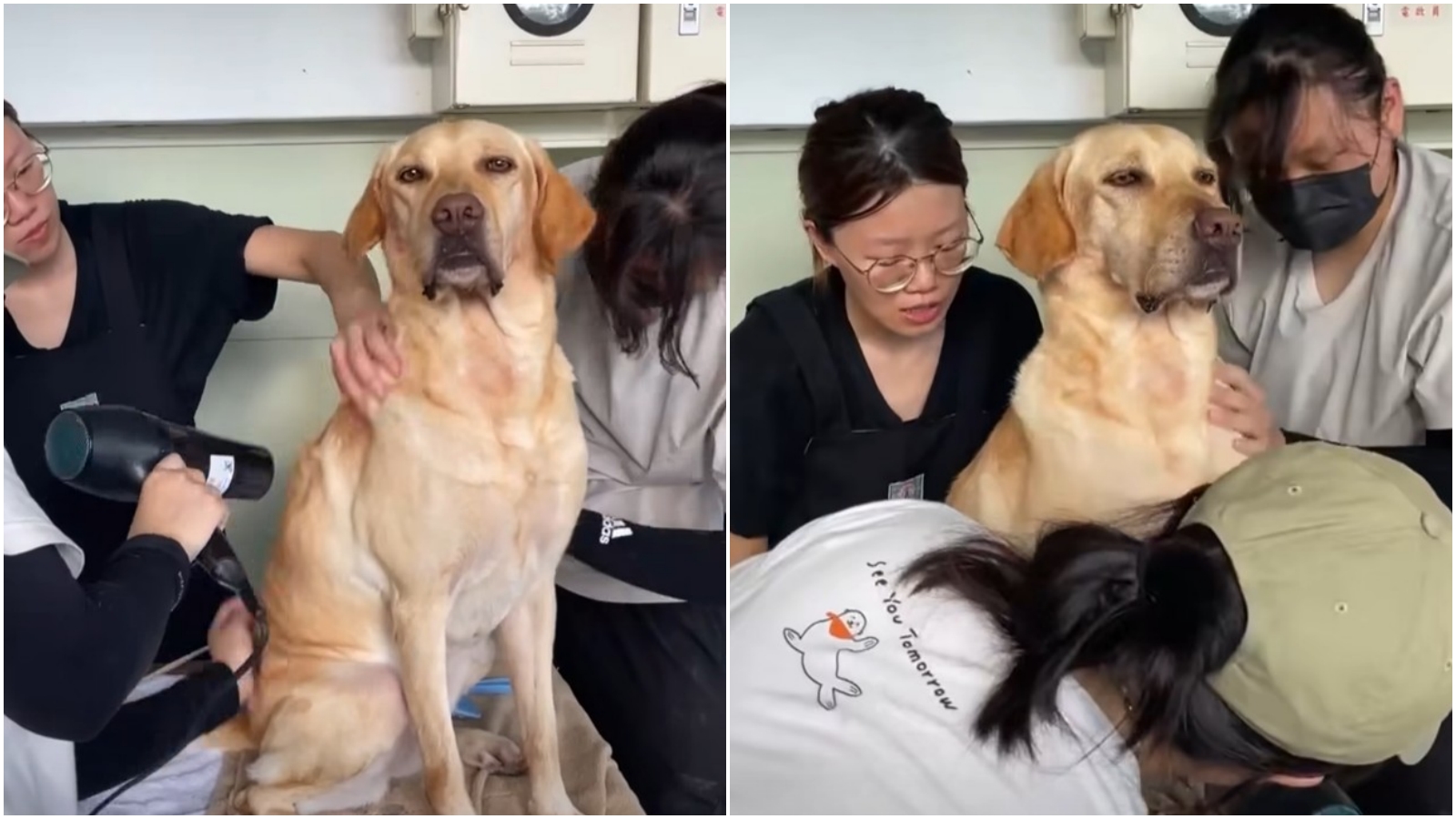 搜救犬Ring滿臉陶醉,相當享受。(翻攝臉書「臺中GoGo - 狗狗 -臺中搜救犬」)