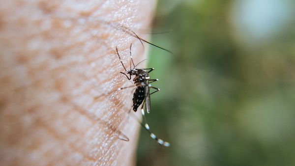 最新研究顯示,蚊子大腦受訓後「偏愛防蚊液者」,示意圖。(翻攝自pixabay)