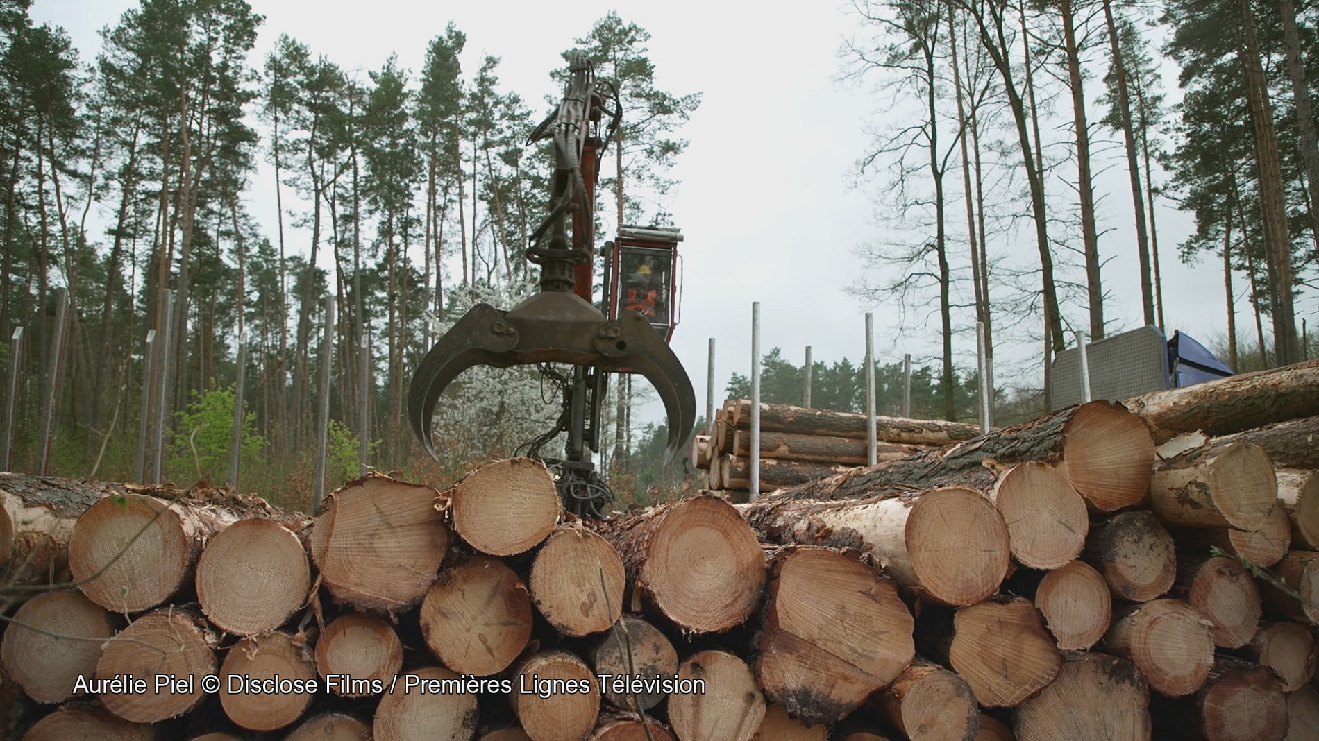 法國紀錄片《IKEA：樹木獵人》探討瑞典IKEA的「低價策略」。（公視提供）