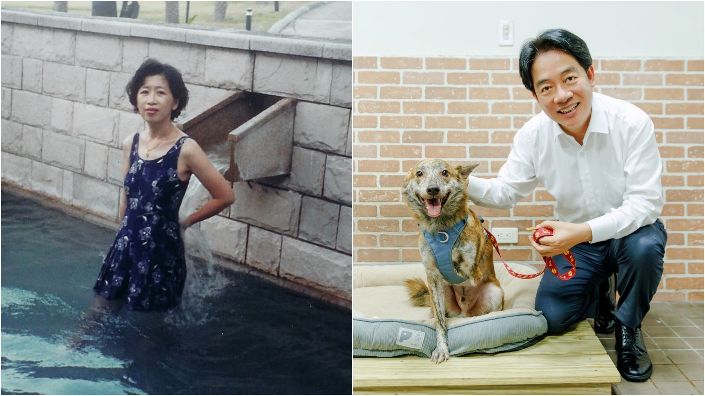 陳佩琪諷刺賴清德愛犬是殘障的三腳狗，引來網友不滿。（翻攝陳佩琪、賴清德臉書）
