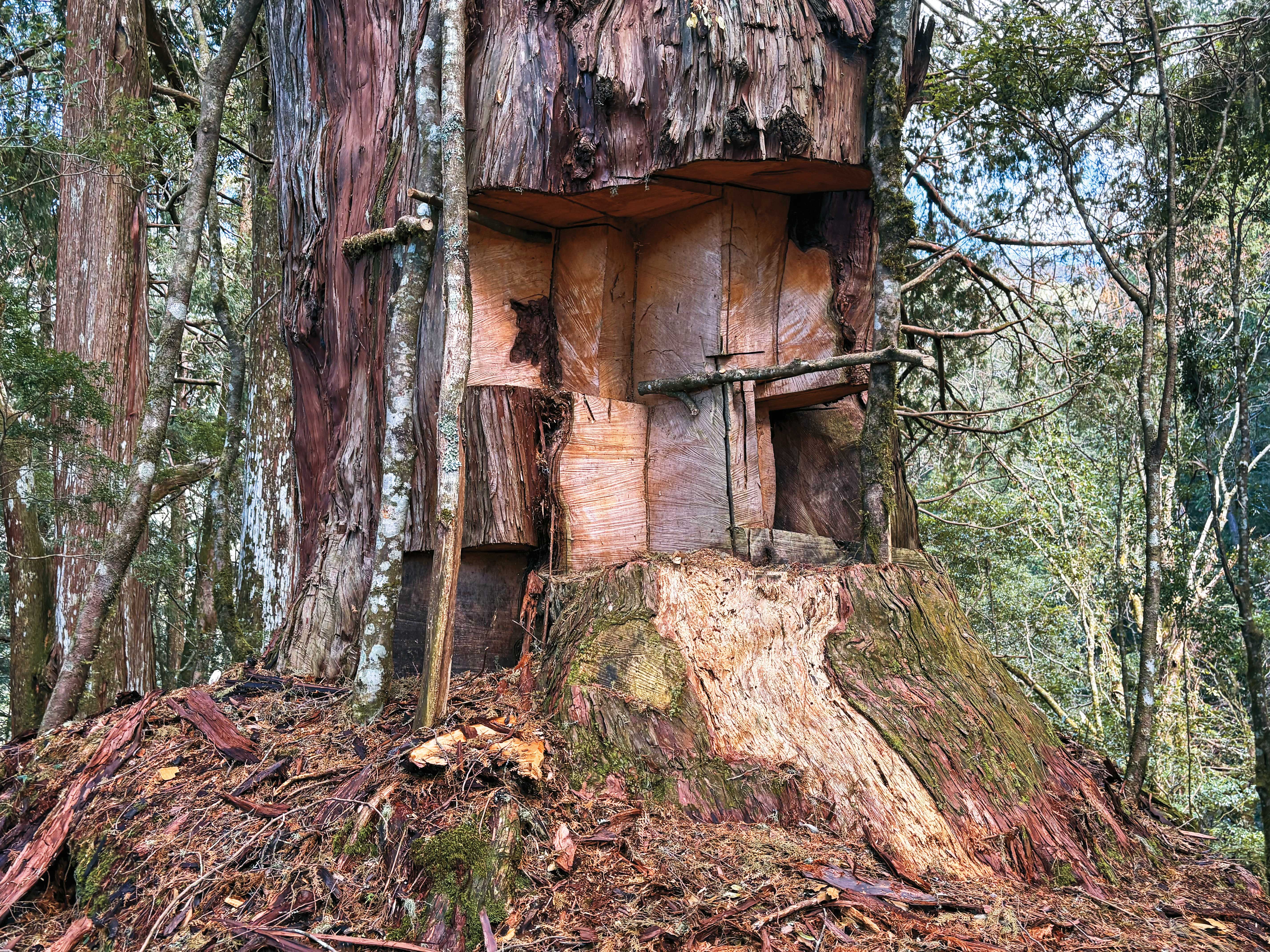 千年神木遭「開膛剖肚」後，宛如人被掏空內臟垂垂等死。（南投地檢署提供）