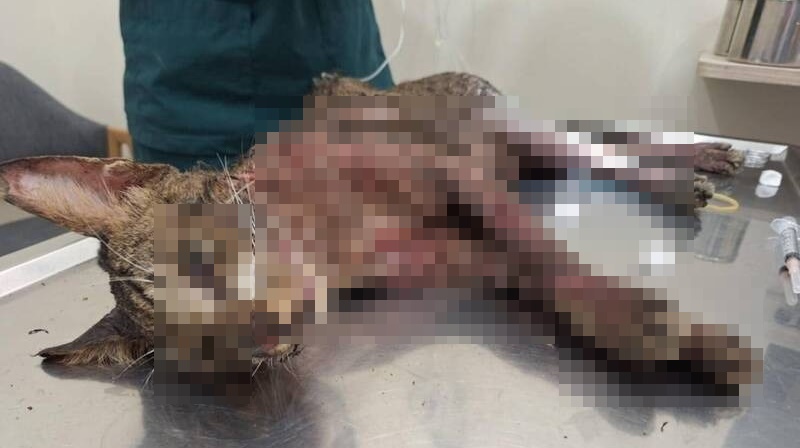 台中梧棲路文化路1處停車場旁，12日被民眾發現一隻浪貓全身疑遭熱油潑灑，造成嚴重燙傷。（翻攝畫面）