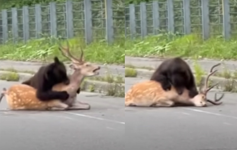 北海道羅臼町國道上，一頭棕熊當街撲殺鹿隻，嚇壞過路駕駛。（翻攝自北海道ニュースUHB）