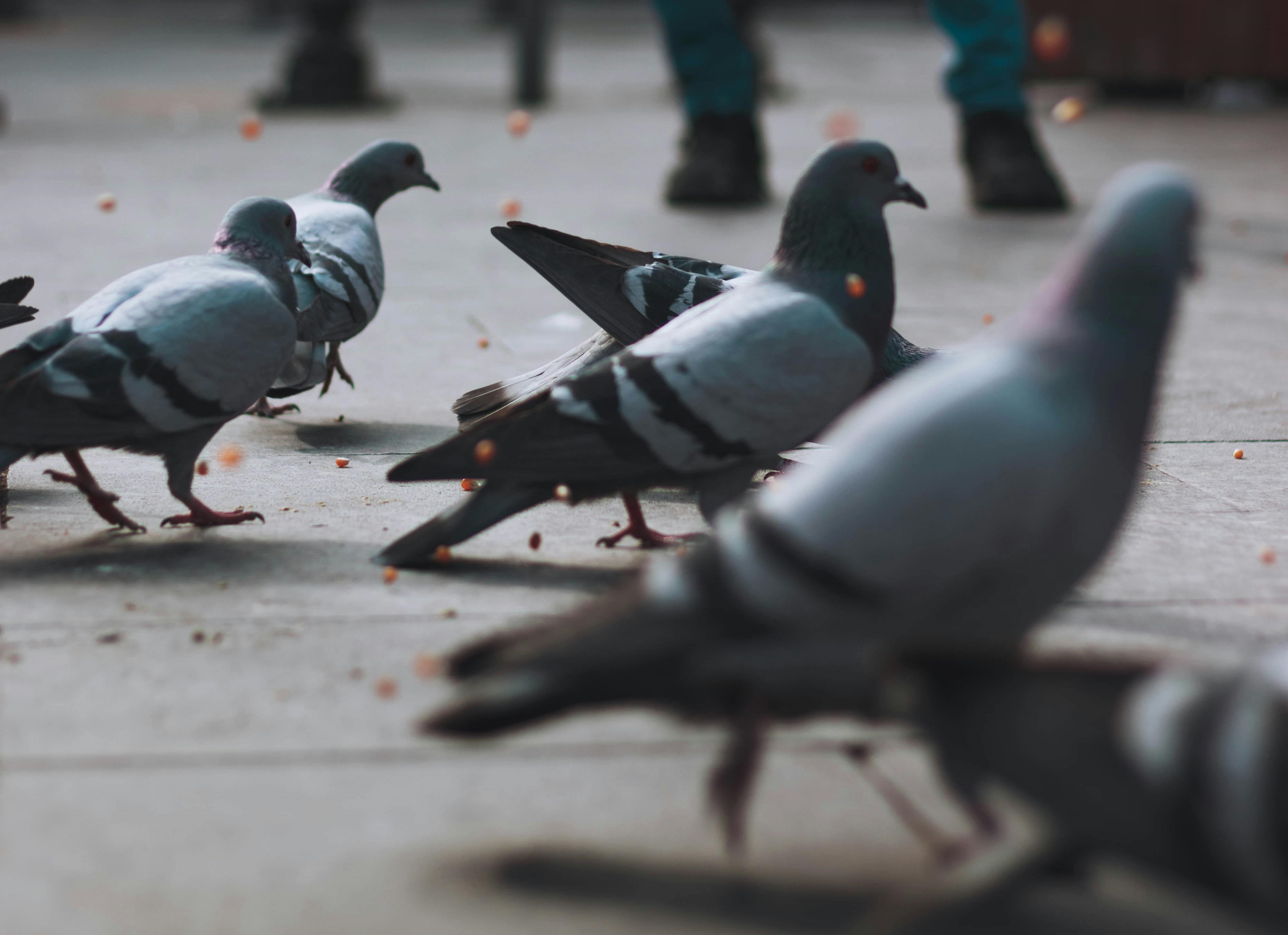 墨西哥出現首例人類感染H5N1禽流感死亡病例。（示意圖，pexels）