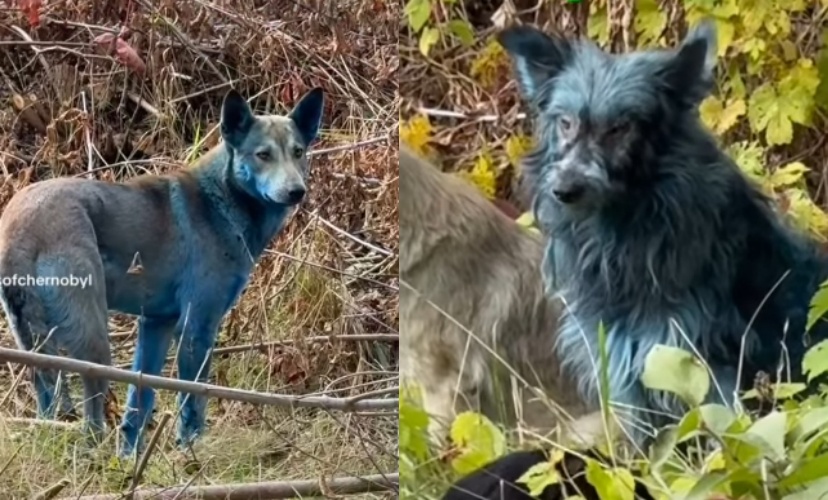 車諾比隔離區驚見全身藍色的流浪犬，照片爆紅全球，但科學家最新指出，藍毛與輻射無關，可能源自染料汙染。（instagram/dogsofchernobyl1）