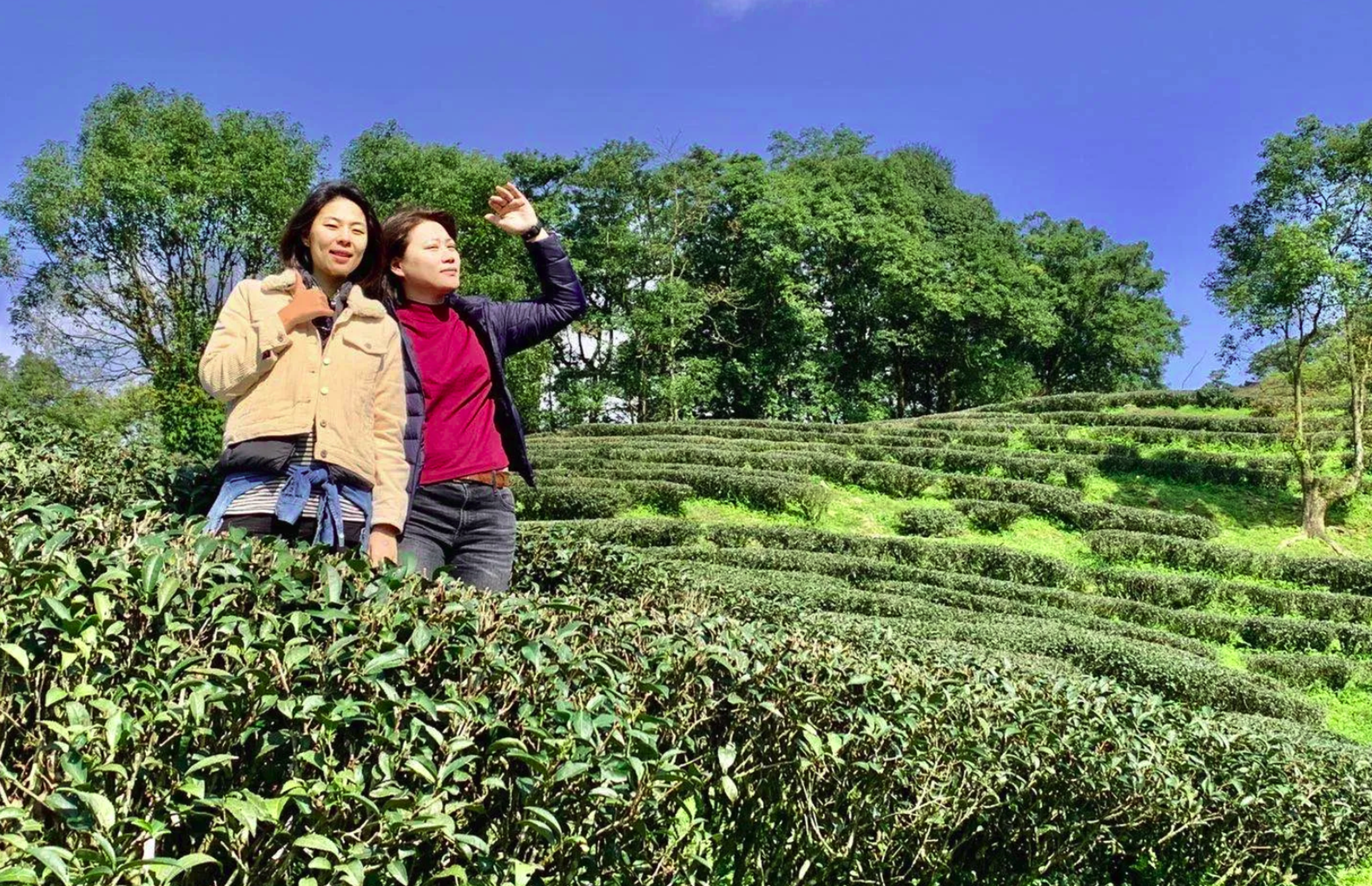 Sharon與Cindy親自造訪各個生產高品質茶葉、原料的產地,尋找最佳風味。(Zestea提供)