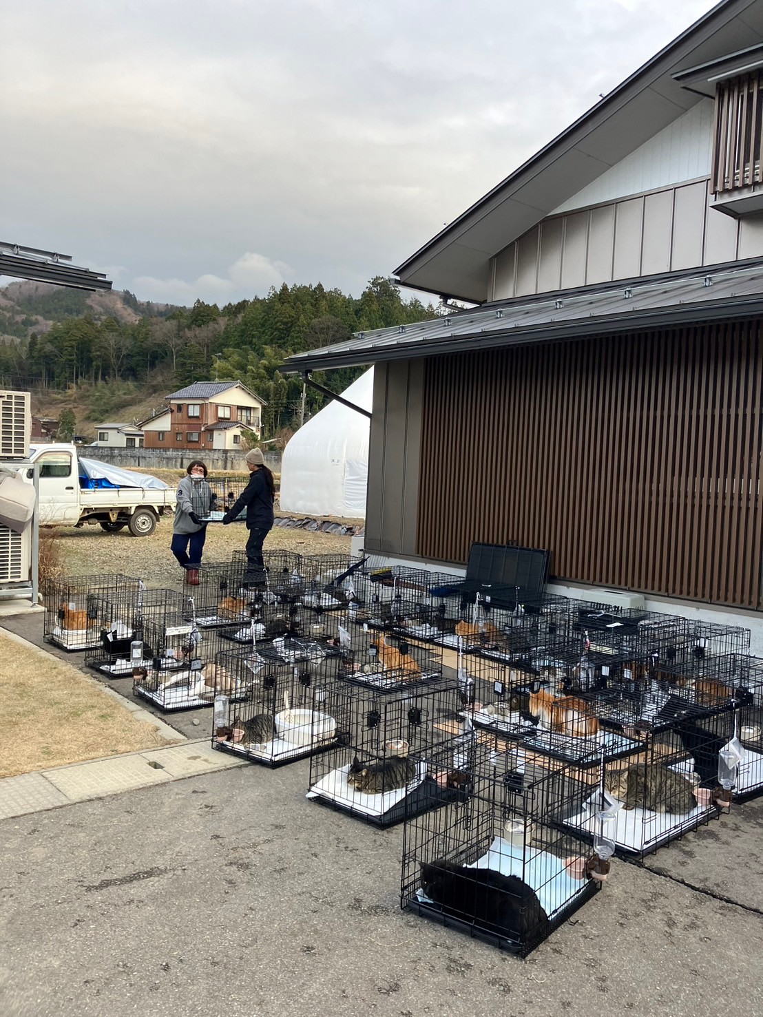 搶救回來的貓暫時安置在鐵籠裏。（桐本滉平提供）
