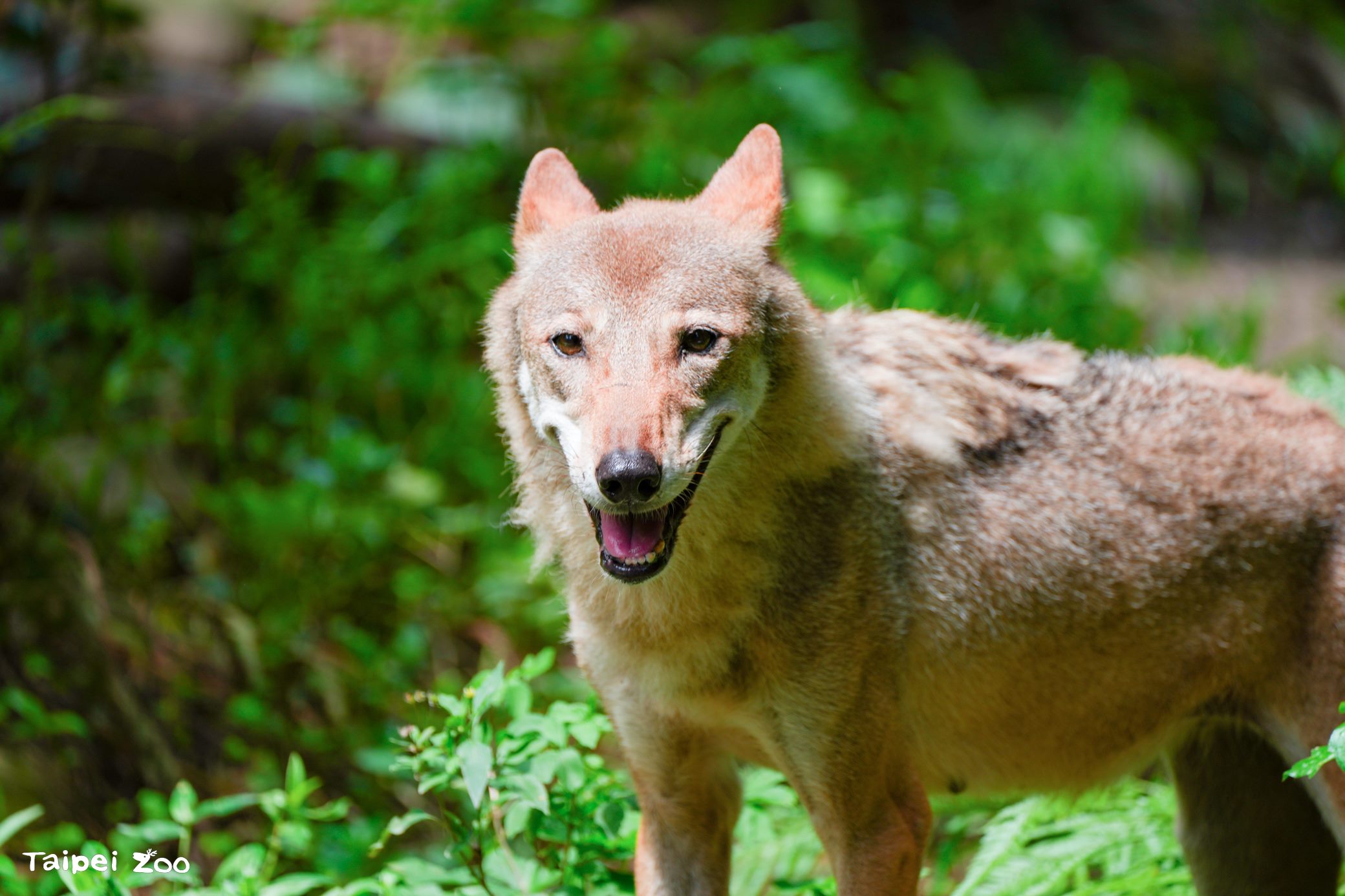 灰狼「蘿拉」今中午不幸離世，享年近17歲。（臺北市立動物園提供）