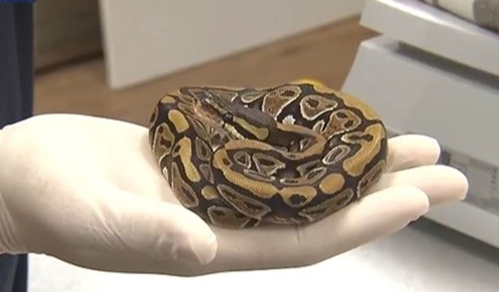 該蛇為「球蟒」(Ball Python),體長約50公分。(翻攝自《KBS》新聞)