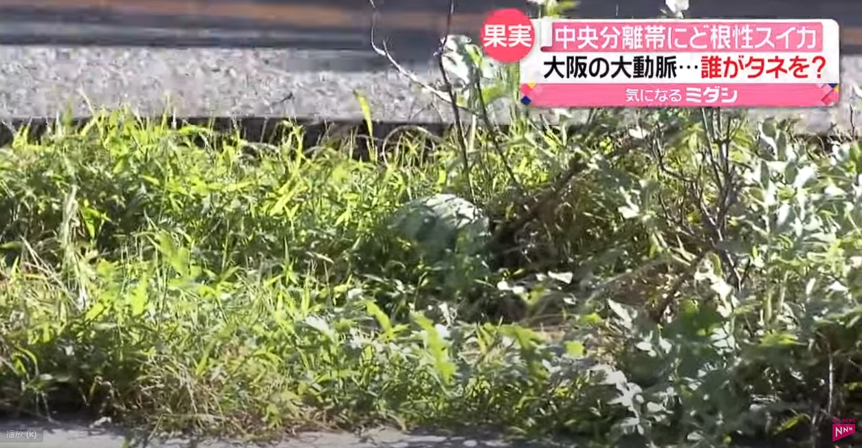 梅田御堂筋的分隔島上長出一顆西瓜，引發眾人好奇。（翻攝自 日テレNEWSYouTube）