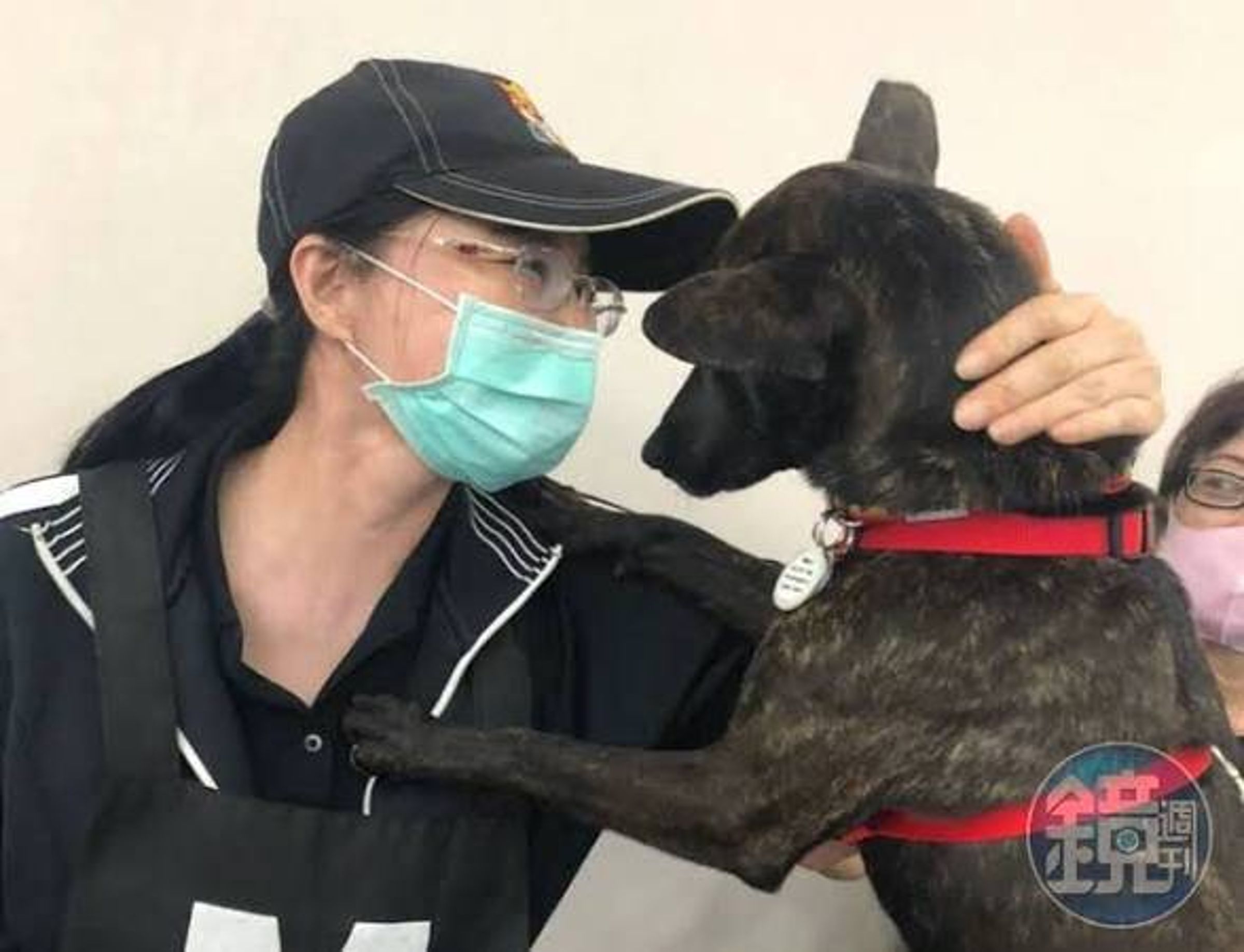 綠營桃園市議員候選人具名告發花蓮搜救犬Wilson死亡案，請求檢方針對Wilson真正死亡原因依法分案調查。圖中黑狗非Wilson。