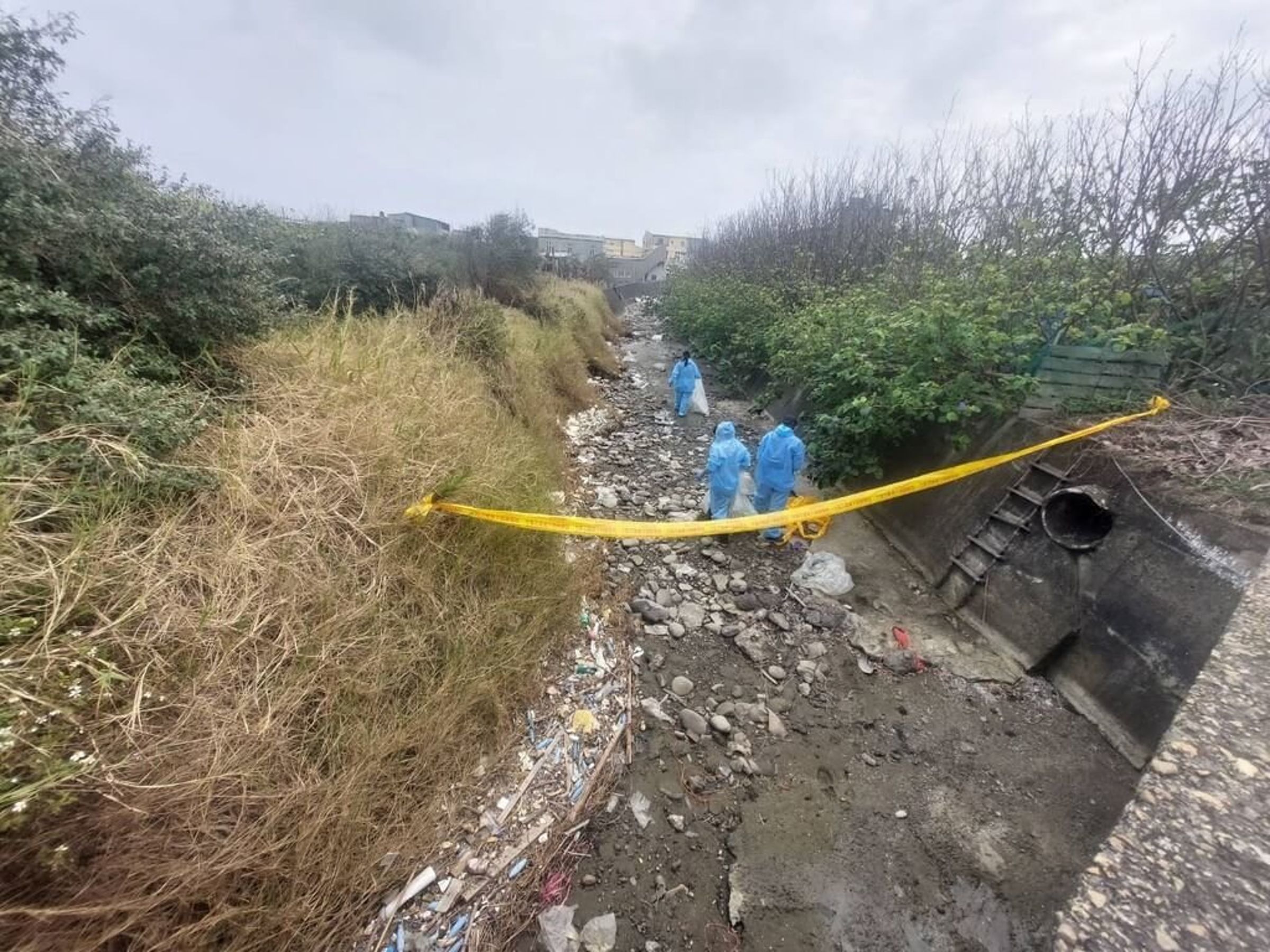 苗栗縣後龍鎮外埔一處農地今日下午挖出大量病死雞。(苗栗縣政府提供)