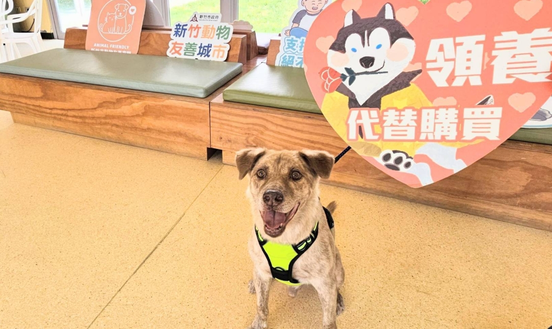 新竹前市犬棕棕到新家展開新生活。（翻攝自新竹市府）