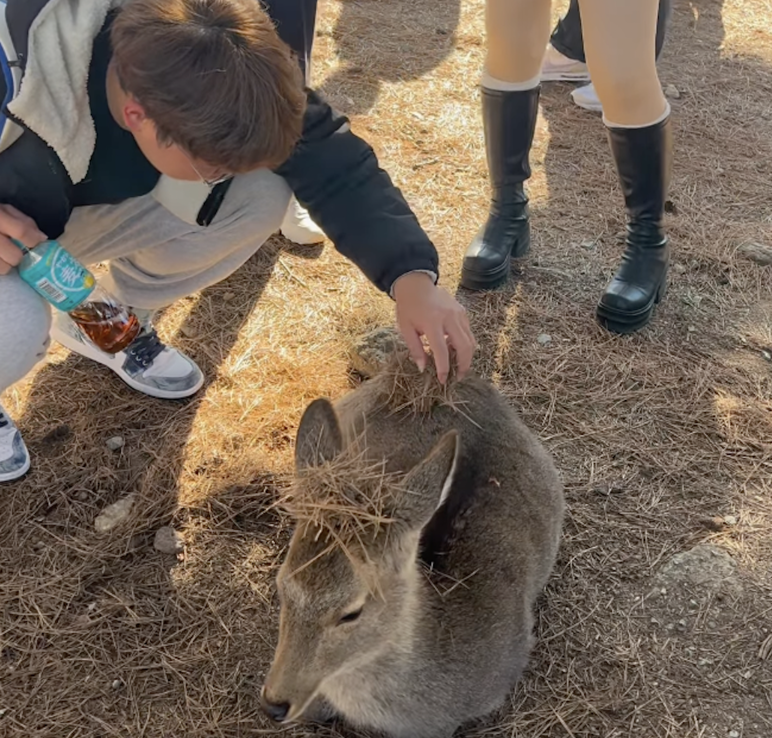 疑似是2名台灣男子，在日本奈良公園「欺負」奈良鹿。（翻攝自IG＠nara_deer1）