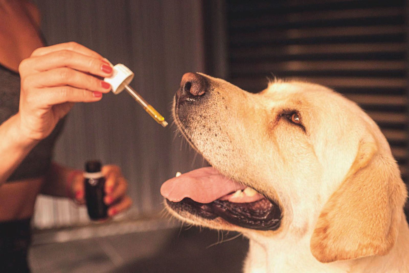 CBD精油在國外可合法購買用來安撫狗的情緒。（示意圖／翻攝自pixabay）