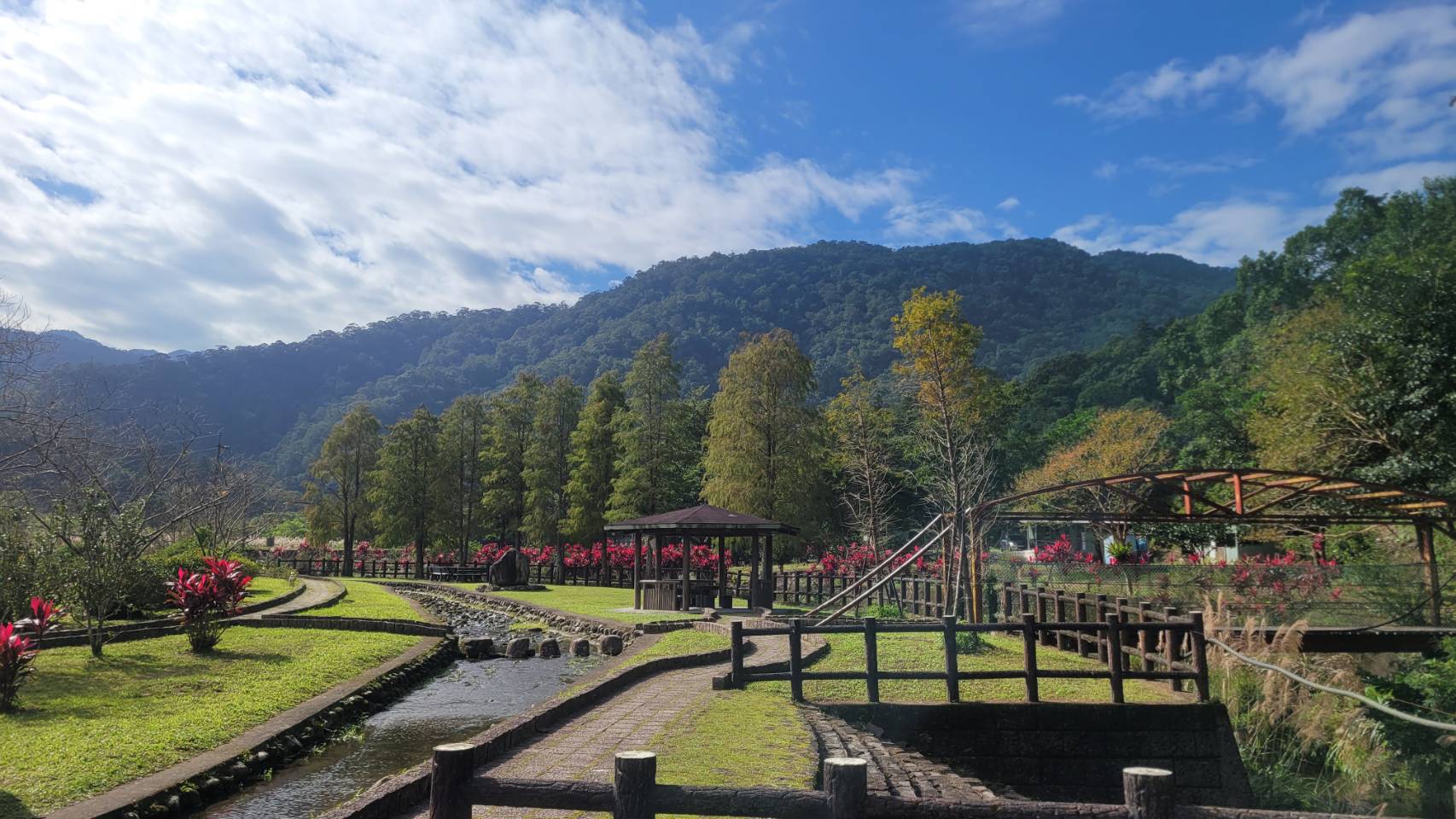 坪林九芎親水公園一整排高大的落羽松,在寒流催化下將交織成一片橙黃紅漸層美景。(新北市景觀處提供)