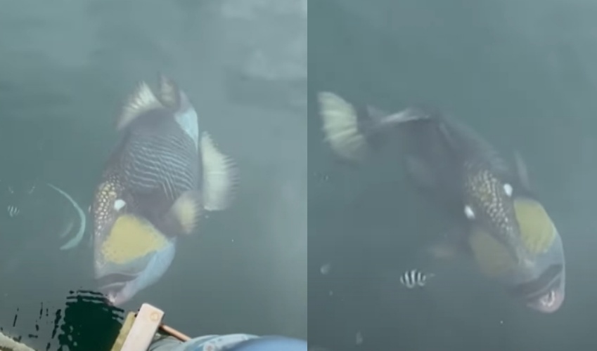 沖繩港口現身長相凶狠的褐擬鱗魨，臉部酷似「憤怒表情」。（翻攝自youtube @【FNNプライムオンライン】）