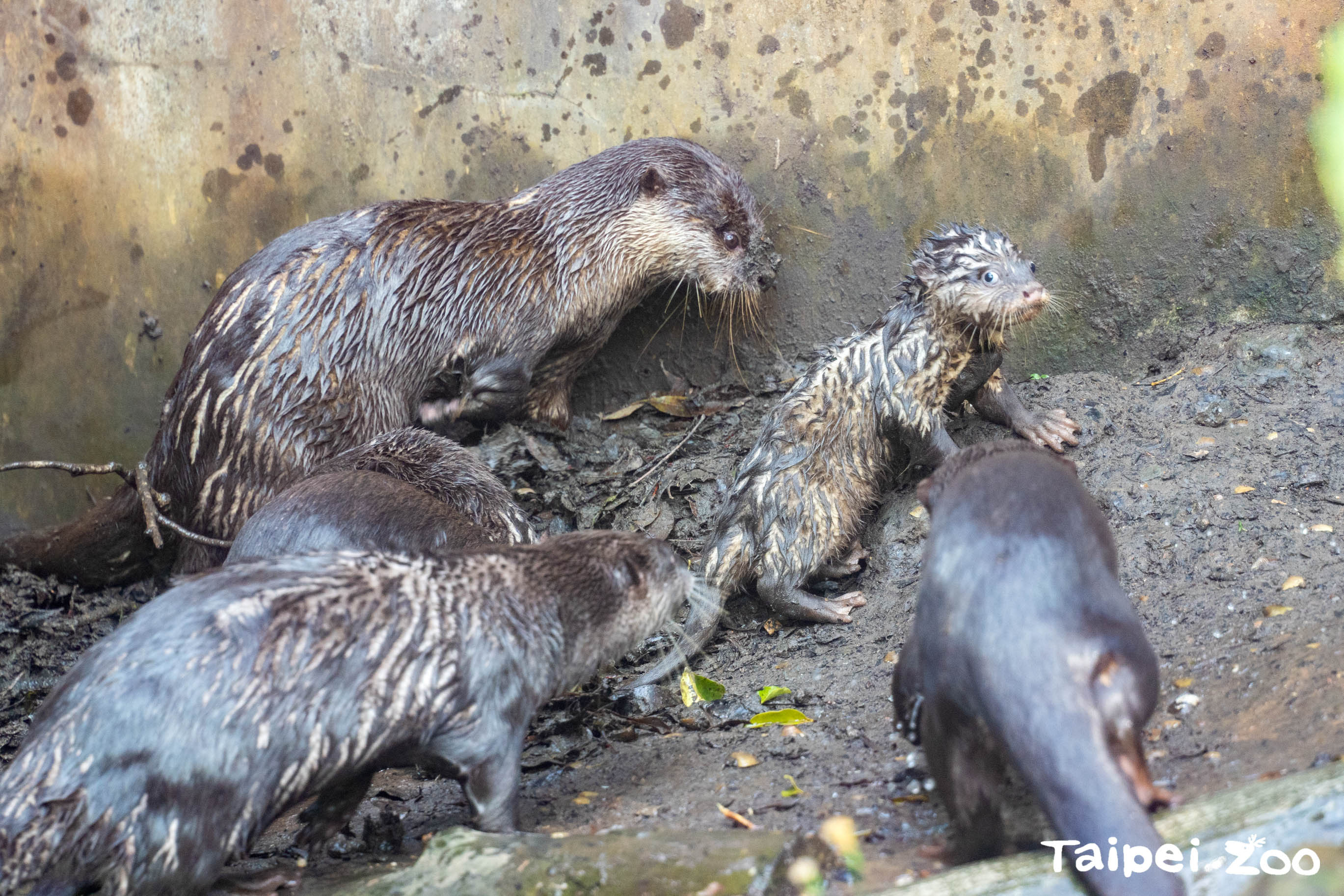 水獺們一起挖洞,寶寶一臉茫然。(台北市立動物園提供)