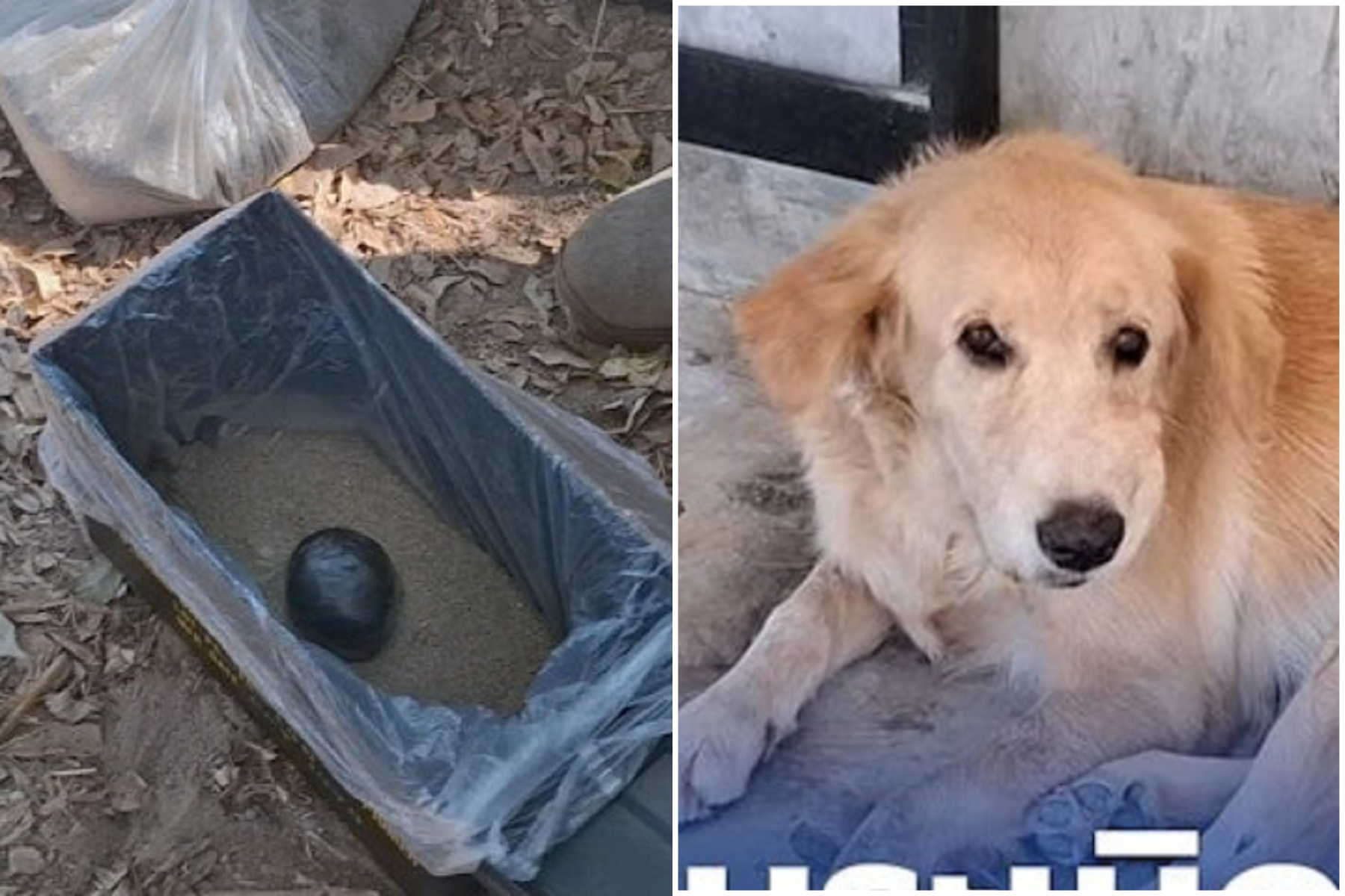 狗狗的報恩！把玩具球球叼回家送給4歲小主人，結果「是炸彈啊」。（翻自《第八頻道》）