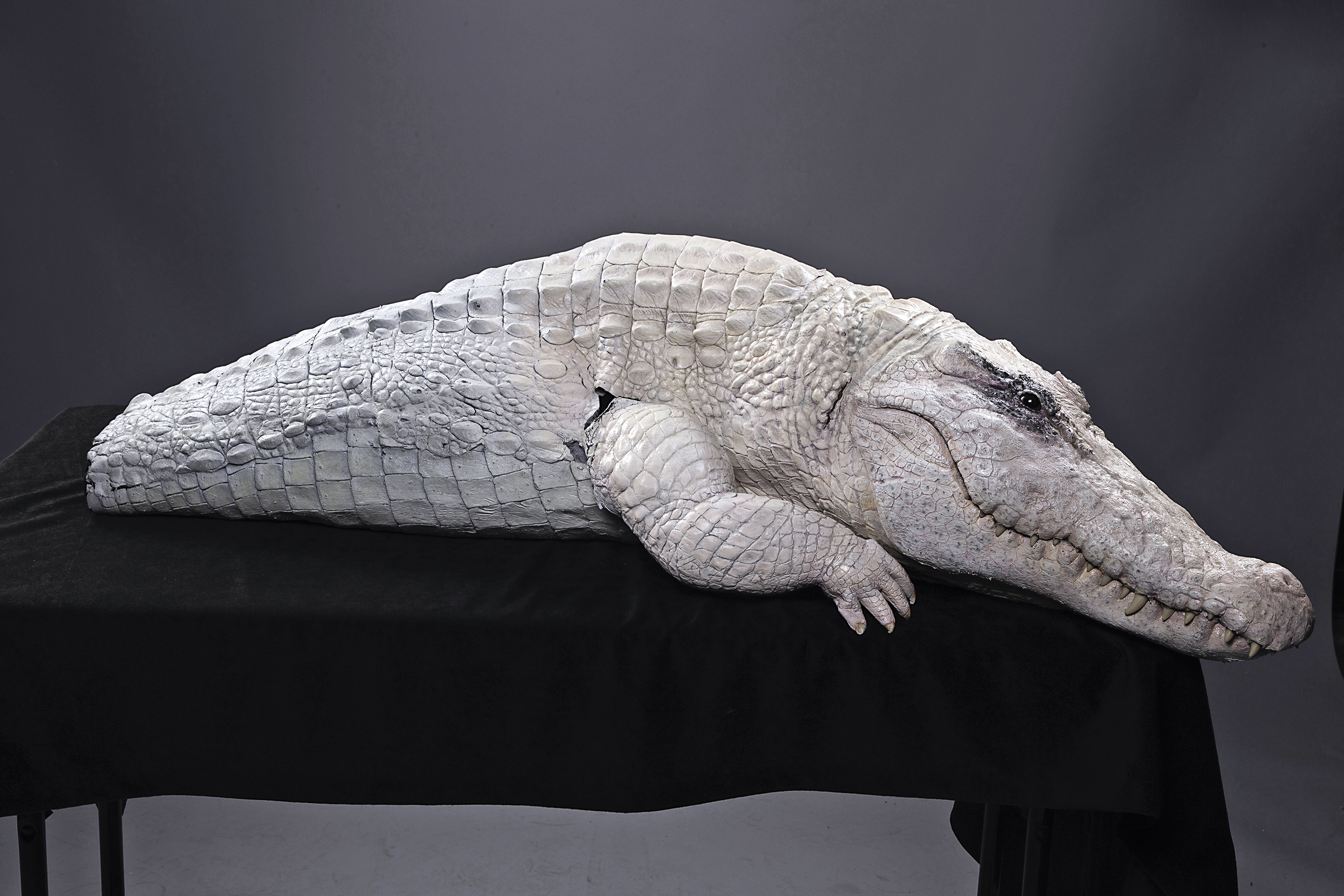 好萊塢特效公司傳奇工作室為「獸人樂團」的歌曲〈Alligator〉MV打造一隻白鱷魚。（洪詩婷提供）