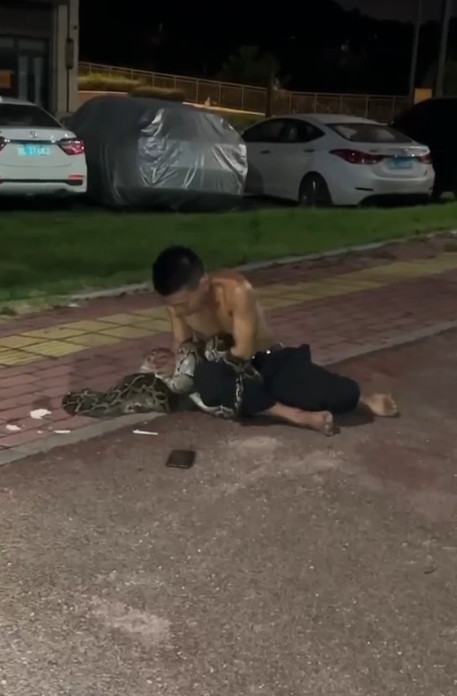 醉漢試圖抓住巨蟒,沒想到最後反被緊緊纏繞。(翻攝微博)