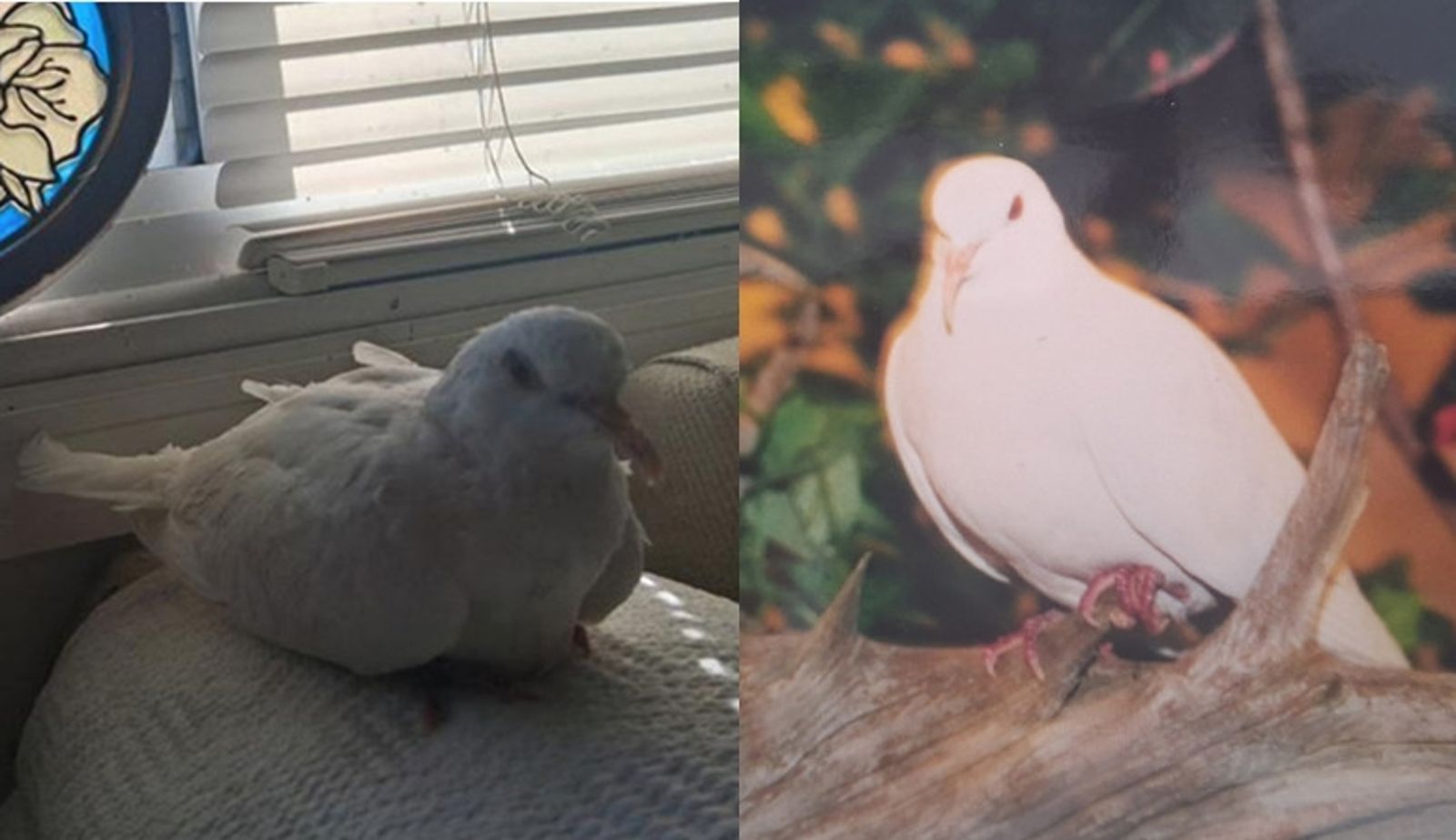 美國「鴿瑞」45歲破金氏紀錄 日常作息、鍾愛電視節目曝光