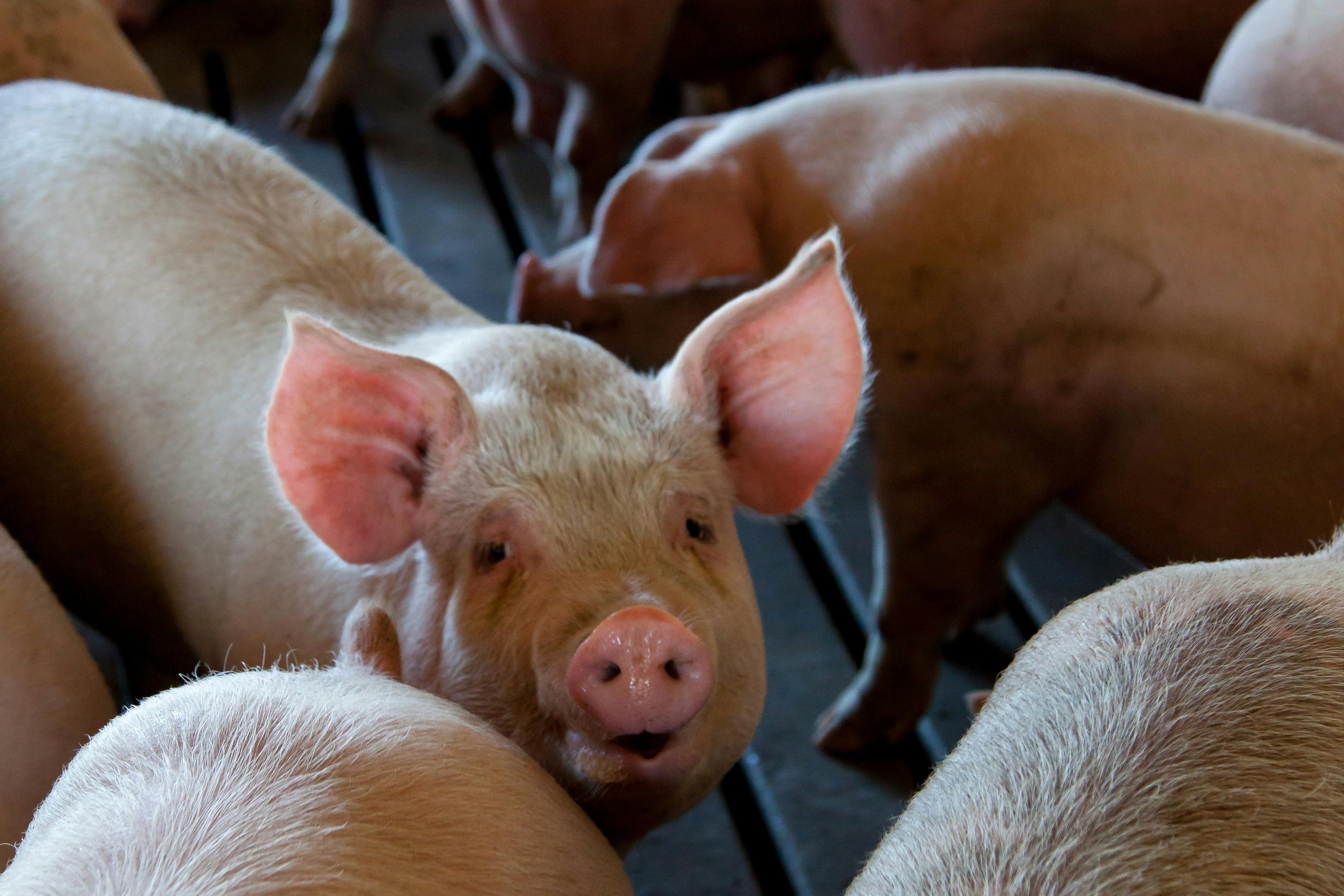 越南非洲豬瘟疫情急劇惡化，僅短短2週內染疫豬隻爆增數倍。（pexels提供）