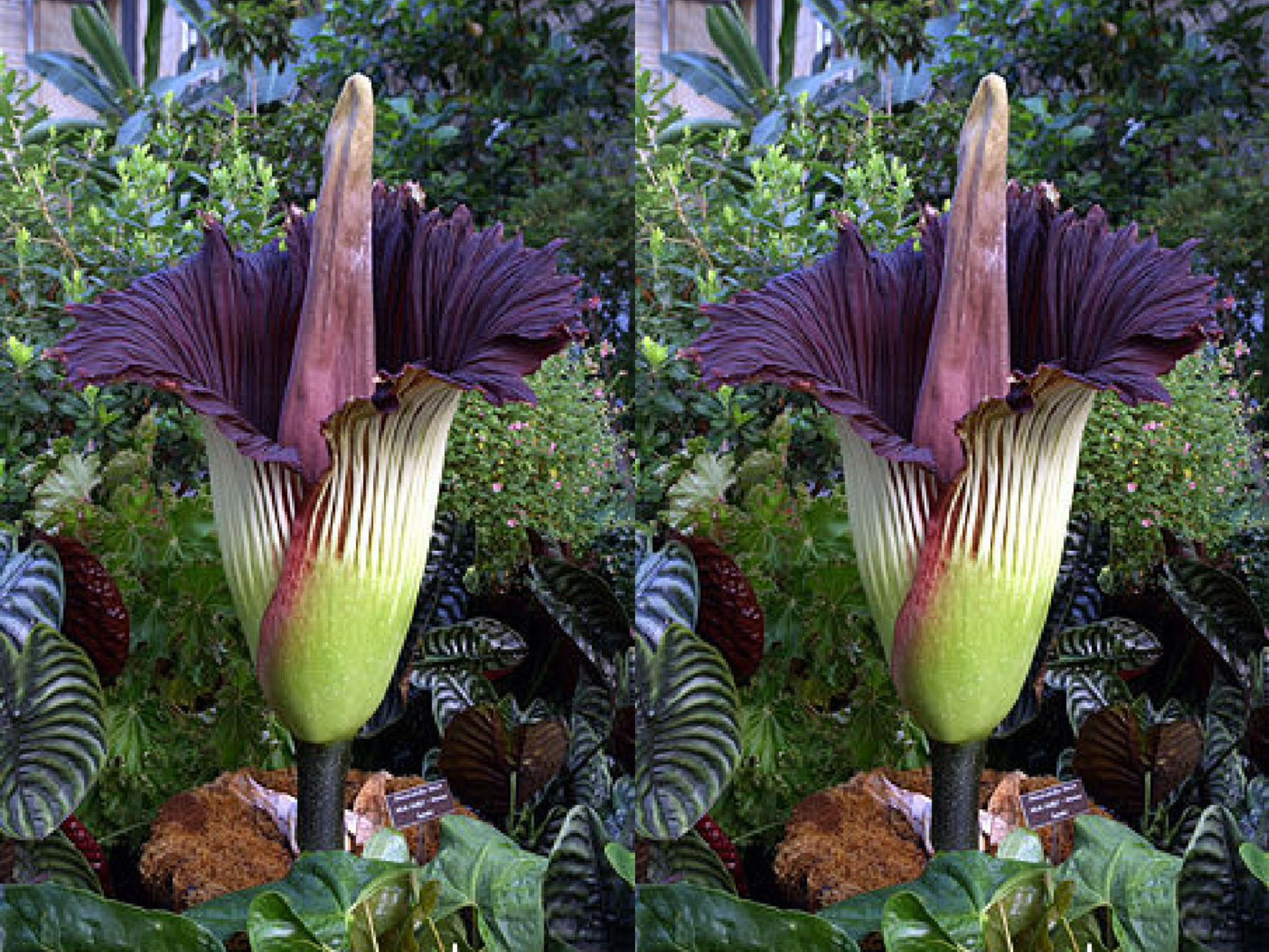 美國加州漢廷頓植物園2株俗稱「屍花」的巨花魔芋同時綻放,吸引數千人爭相觀看。(翻攝自農業知識入口網)