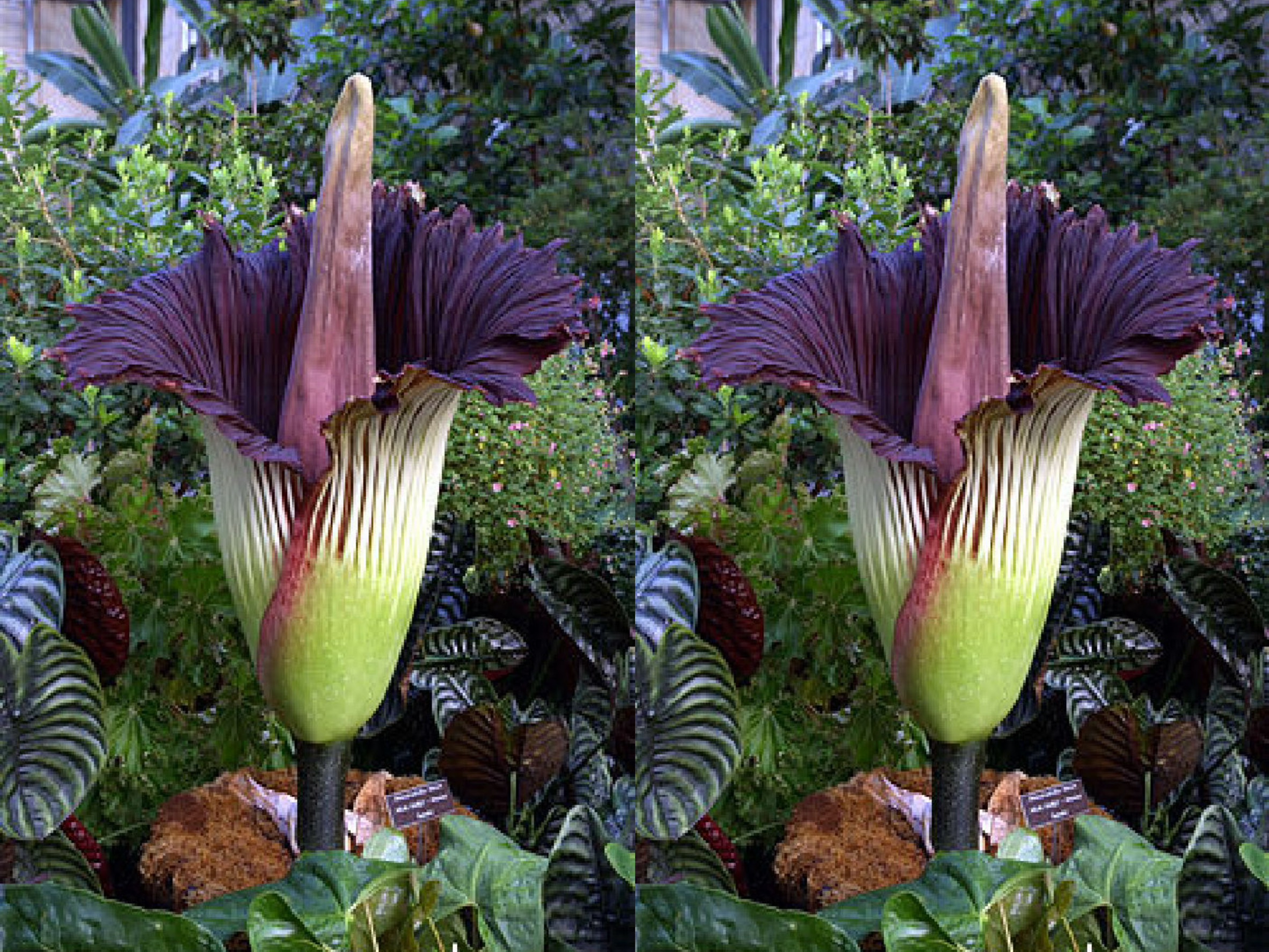 美國加州漢廷頓植物園2株俗稱「屍花」的巨花魔芋同時綻放,吸引數千人爭相觀看。(翻攝自農業知識入口網)