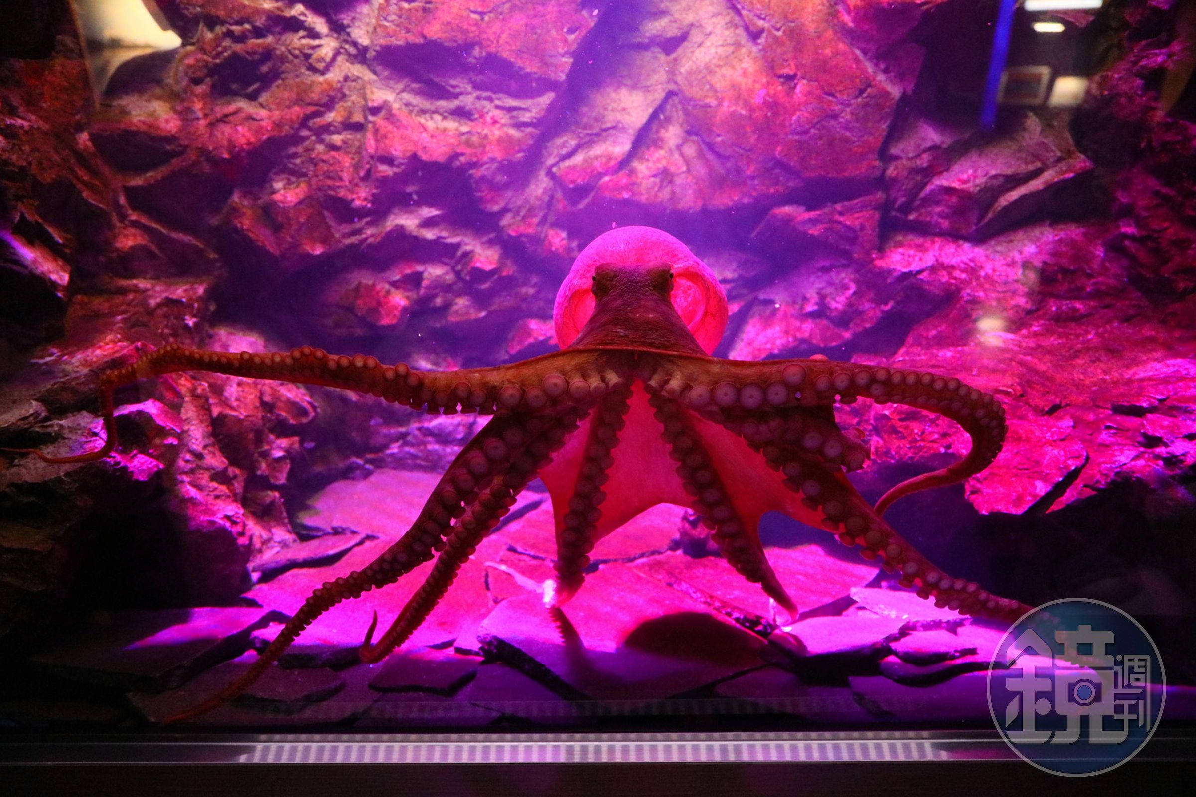 水族館裡展示的動物意外多元,圖為張開觸手比人類雙臂還寬的大章魚。