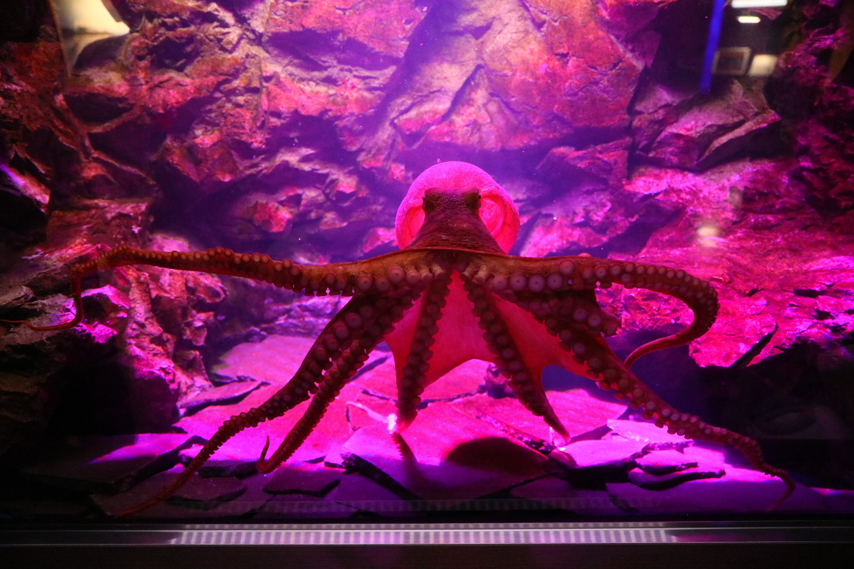 水族館裡展示的動物意外多元,圖為張開觸手比人類雙臂還寬的大章魚。