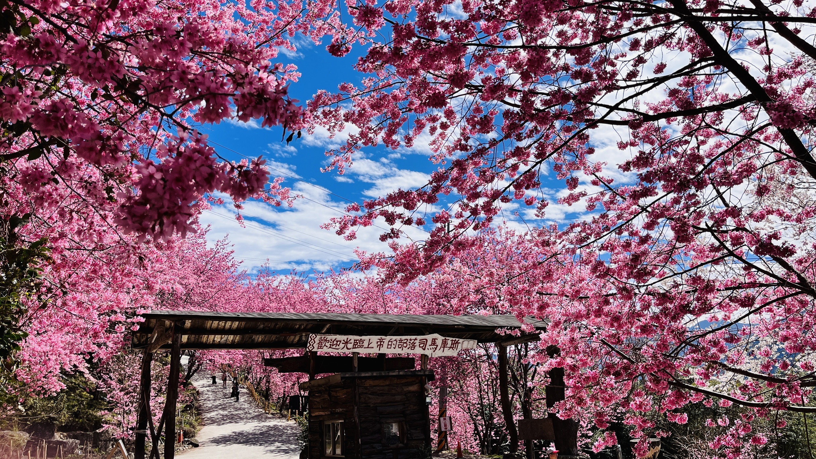 每年2月到3月司馬庫斯會舉辦櫻花季，吸引眾多遊客。（圖／新竹縣政府）