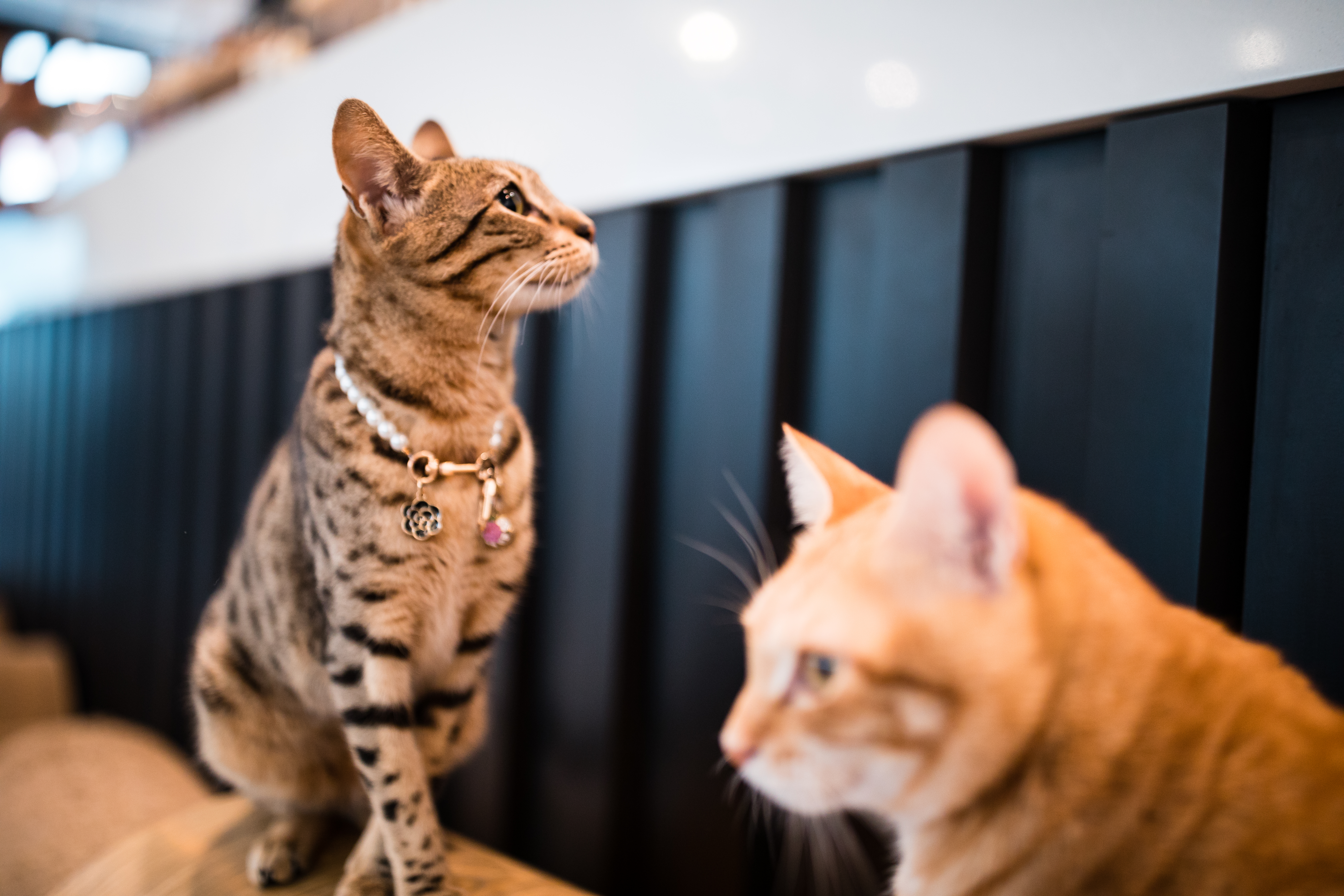 店內貓咪活潑又親人。