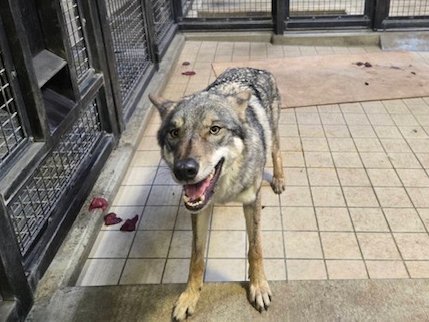 日本東京日野市的都立多摩動物公園，昨日上午驚傳一隻歐洲灰狼「スイ」翻越圍欄「越獄」，所幸很快尋回，人員與狼隻都無礙。（翻攝自X@TamaZooPark）