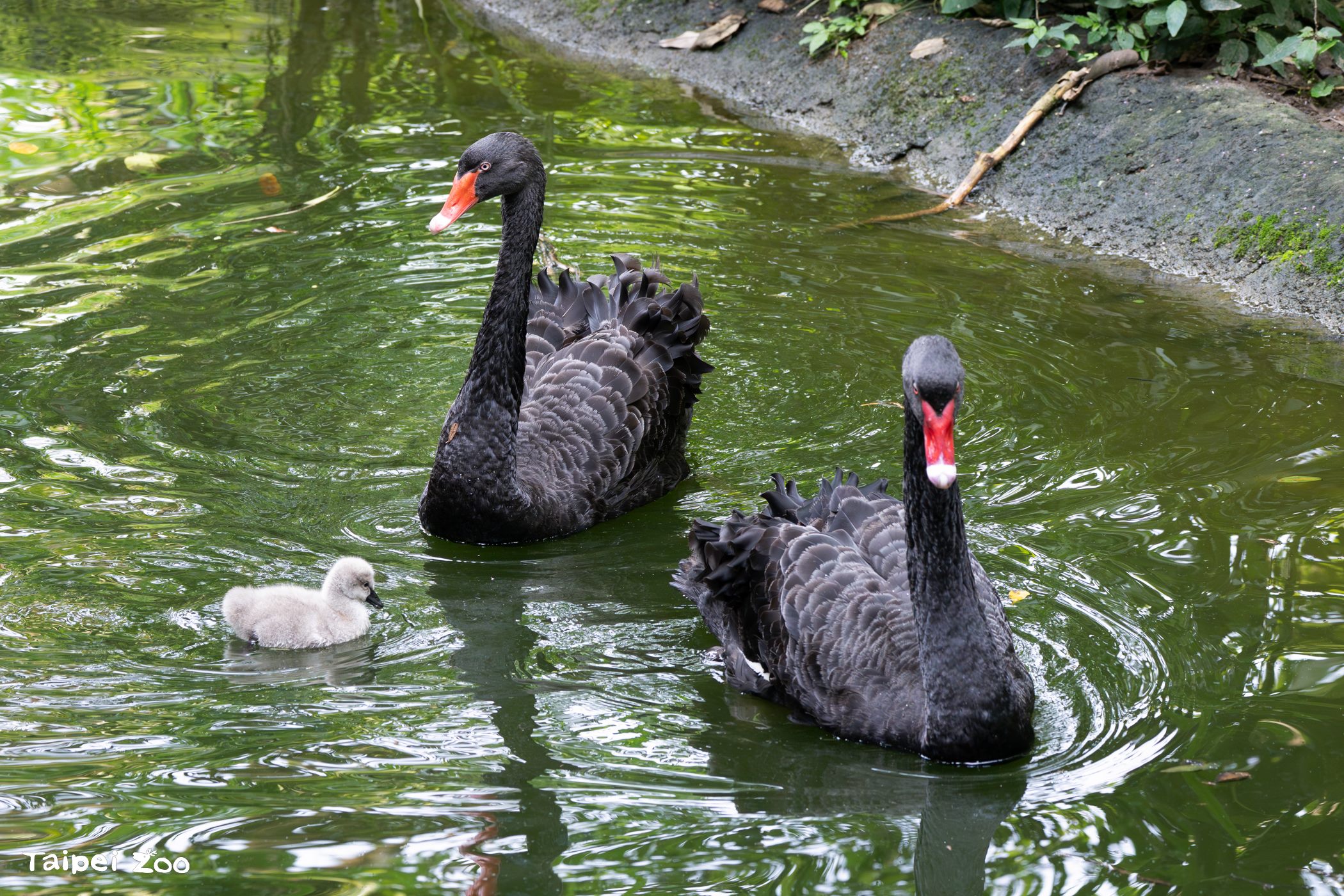 黑天鵝一家超溫馨。(取自台北動物園官網)