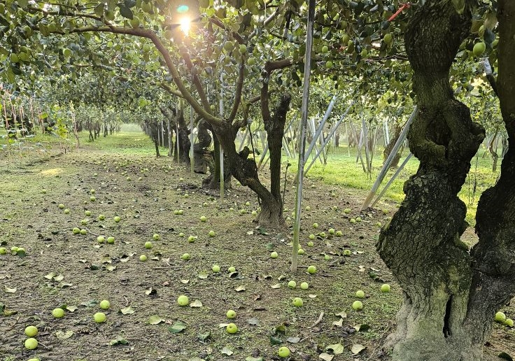 有果農今天早上po出棗子掉滿地的照片，並無奈直呼「經歷這場浩劫我們損失了大半棗子，至少萬斤的棗子落果」。（翻攝自安心棗園臉書粉專）
