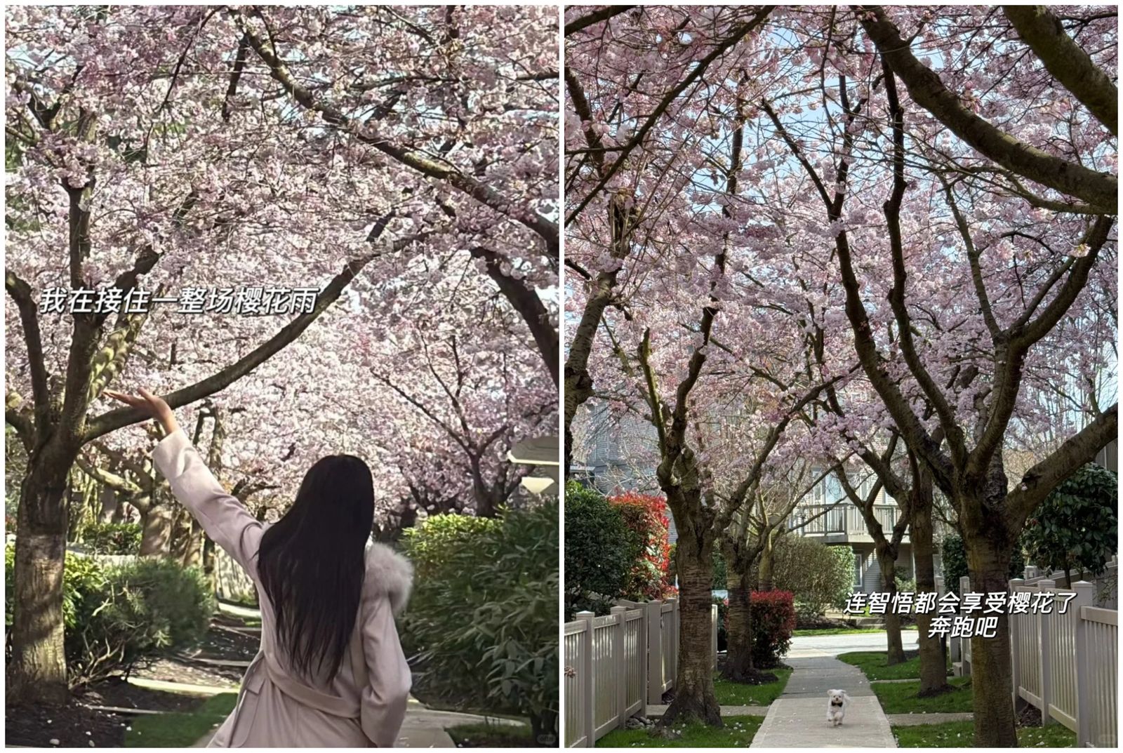 王祖賢笑說：「連智悟都會享受櫻花了。」（翻攝小紅書）