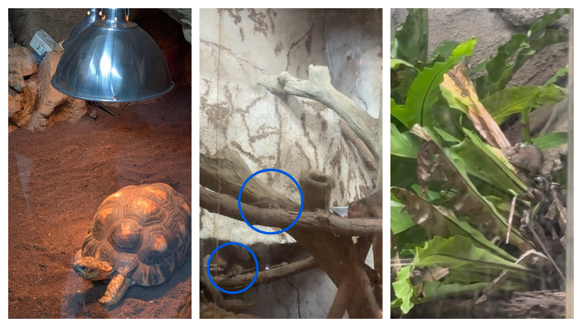 有網友貼出老鼠入侵動物園的圖片後，不少網友紛紛曝光自己的直擊類似畫面。（翻攝自Threads）