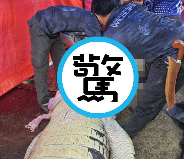 慎入！女童游泳慘被鱷魚活吞，「殺人鱷」遭處死剖腹取屍。（翻自reddot.my）