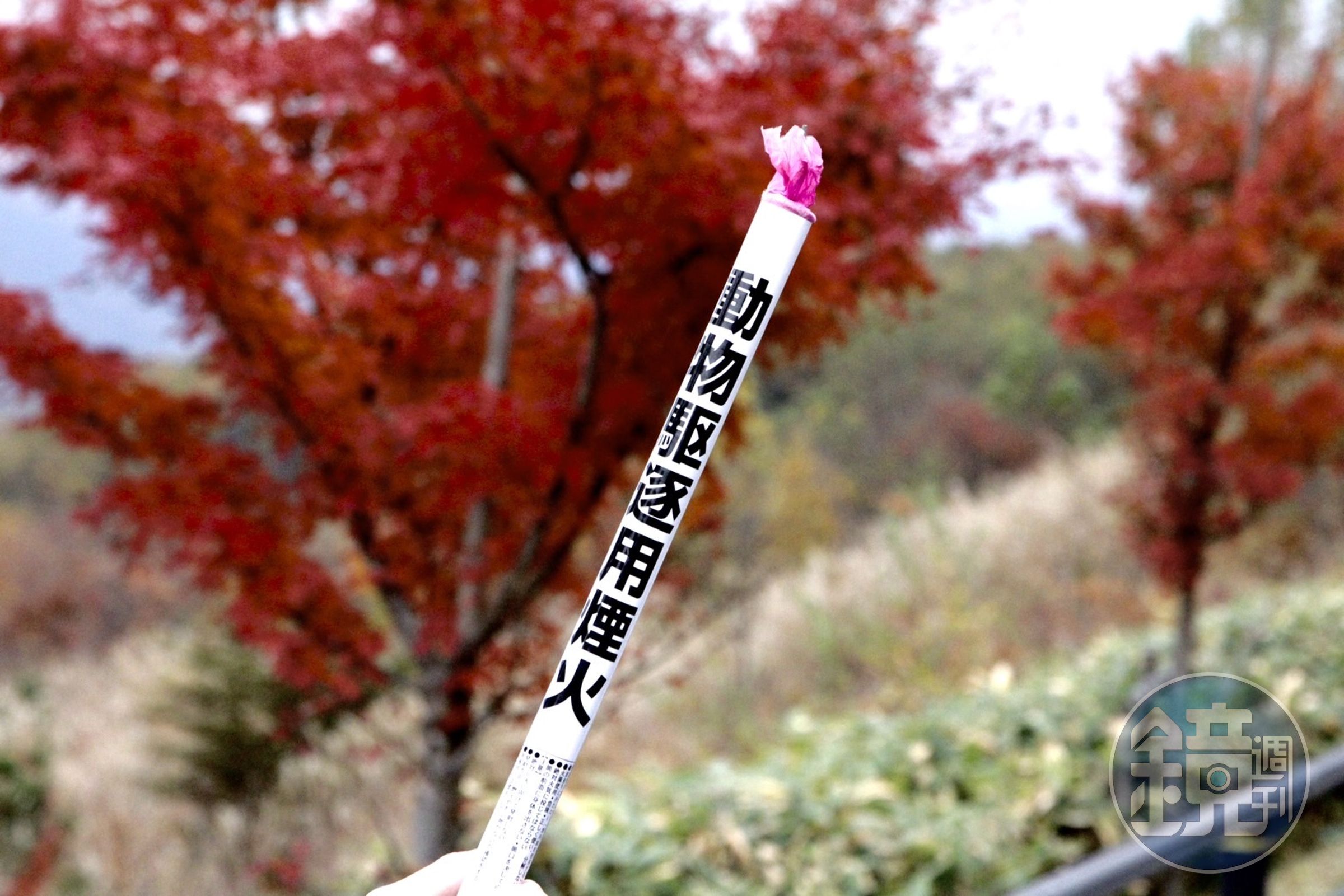 碰上熊出沒的季節，在地嚮導還是帶了驅逐動物用的煙火以防萬一。