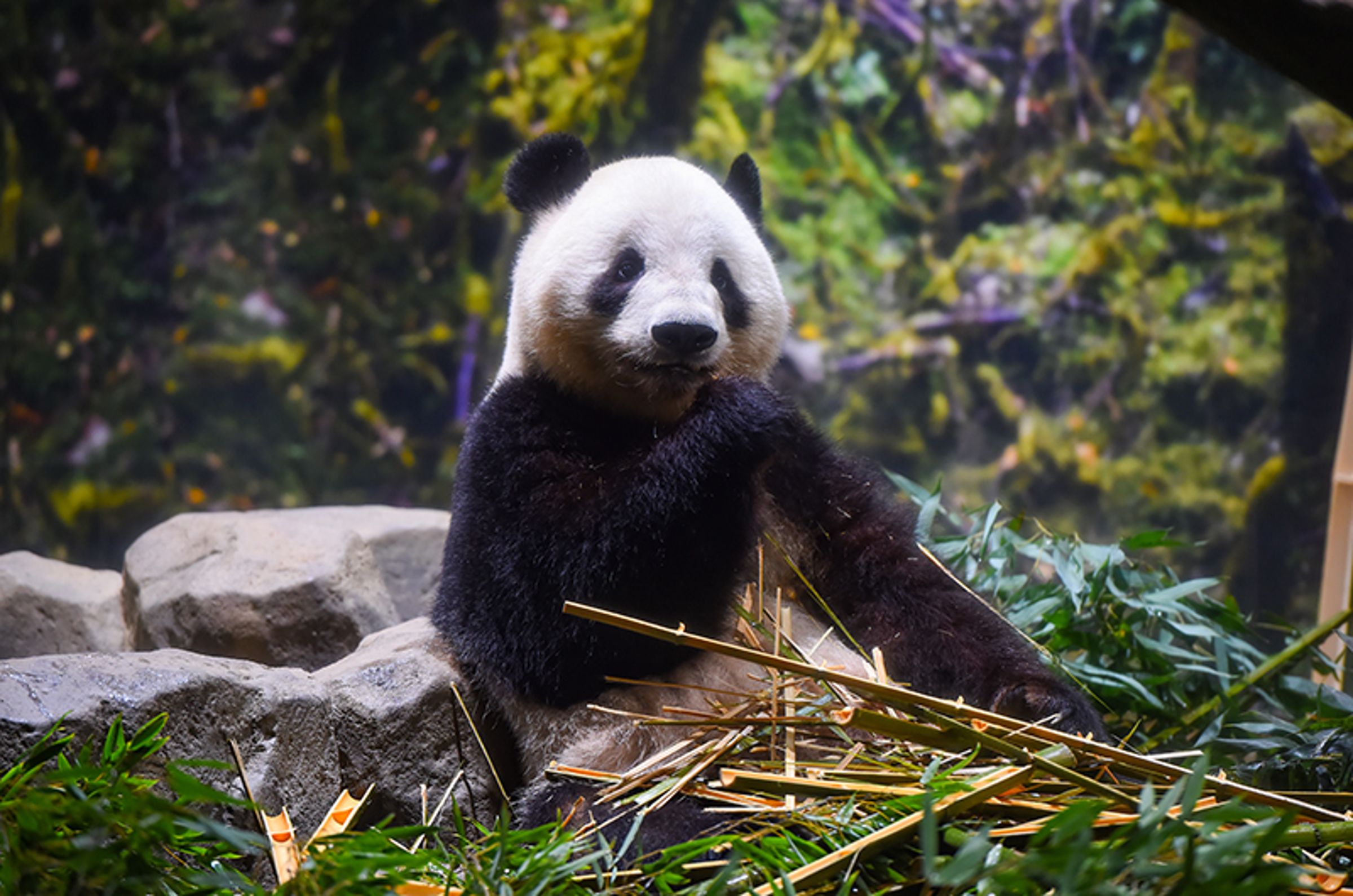 上野動物園的明星大貓熊「曉曉」。（翻攝上野動物園官網）