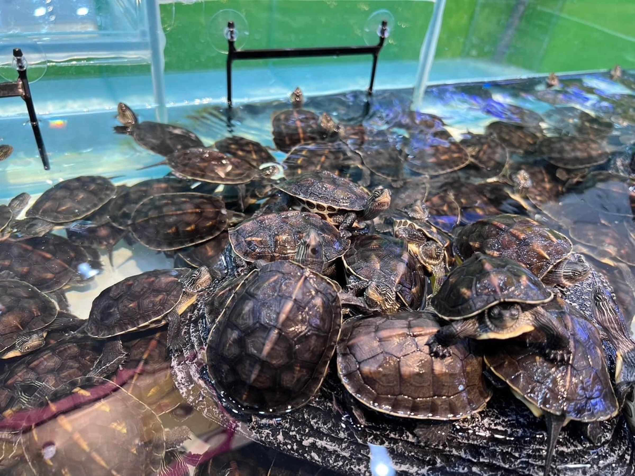 水族館為何24小時營業?網友揭關鍵「半夜需求其實很真實」。(翻攝自臉書/魚中魚寵物水族)